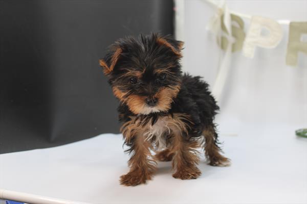 Yorkshire Terrier (M) 5778 Image #2