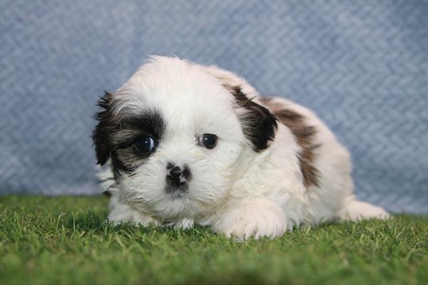 Shih Tzu (M) 2264 Image #1