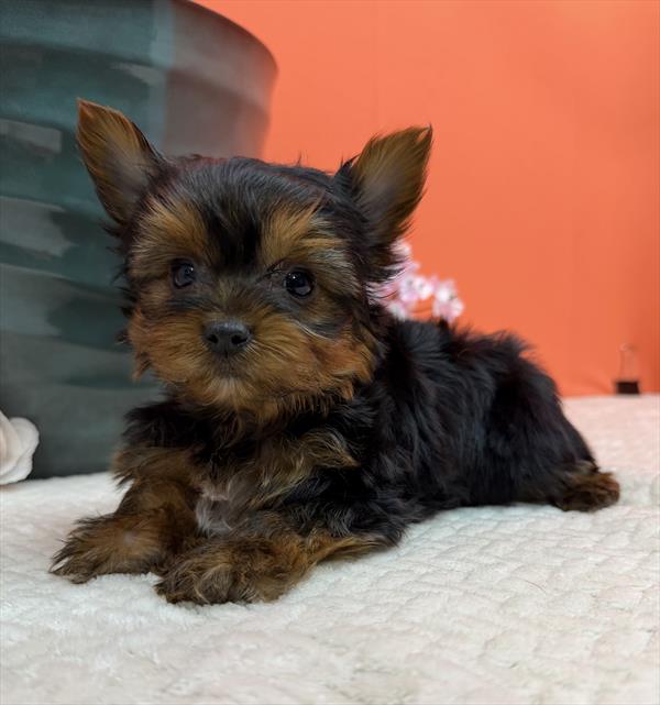 Yorkshire Terrier (M) 2245 Image #2