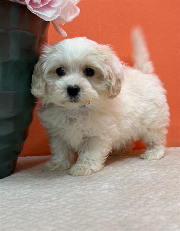 Maltipoo (M) 5776 Image #1