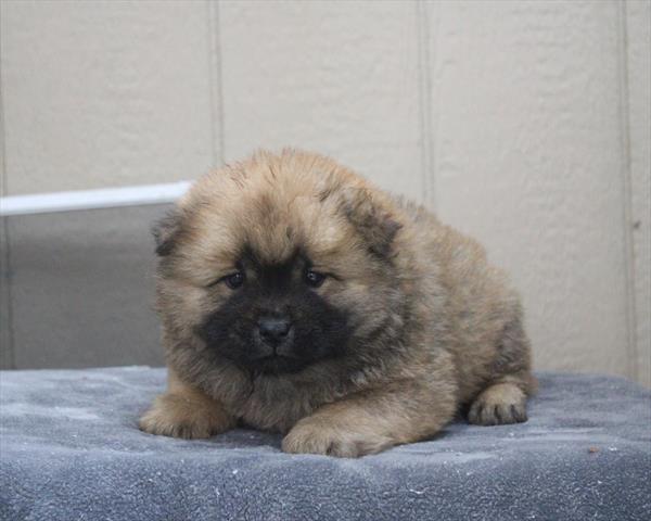 Chow Chow (M) 2259 Image #2