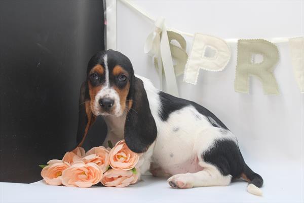 Basset Hound (F) 5786 Image #2