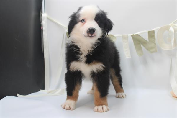 Miniature American Shepherd (M) 2251 Image #2