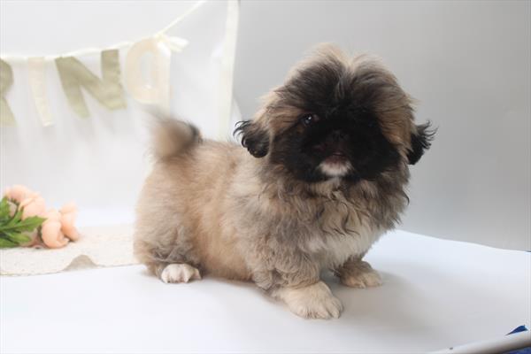 Pekingese (F) 2252 Image #1