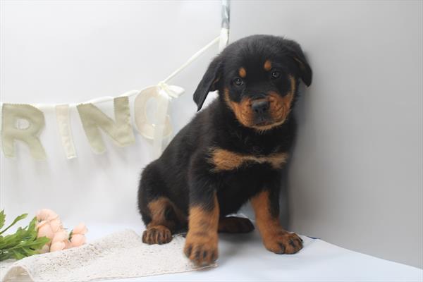 Rottweiler (F) 2253 Image #2
