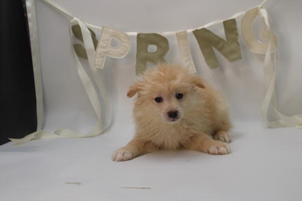 Pomeranian (M) 5803 Image #1