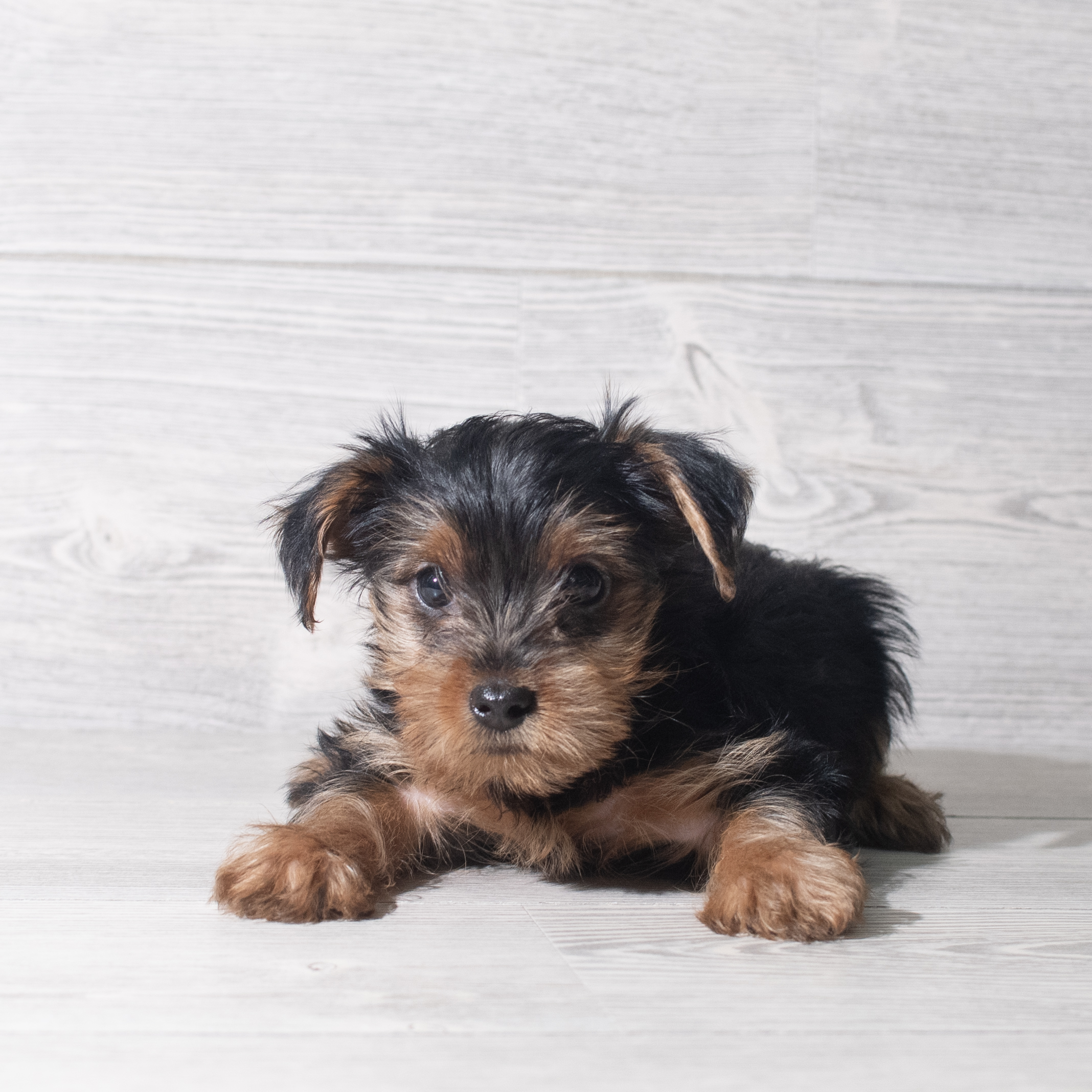 Yorkshire Terrier (F) 5779 Image #1