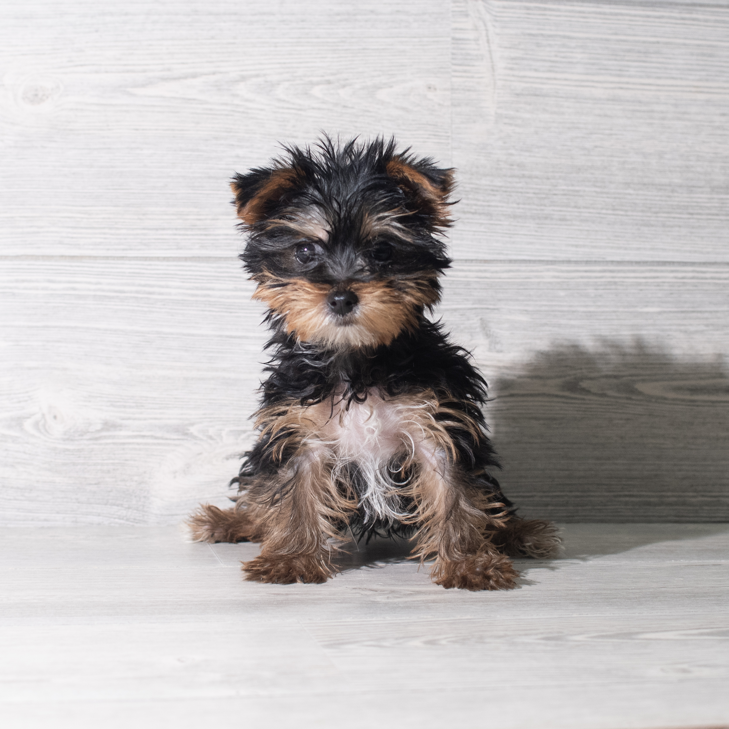 Yorkshire Terrier (M) 2245 Image #1