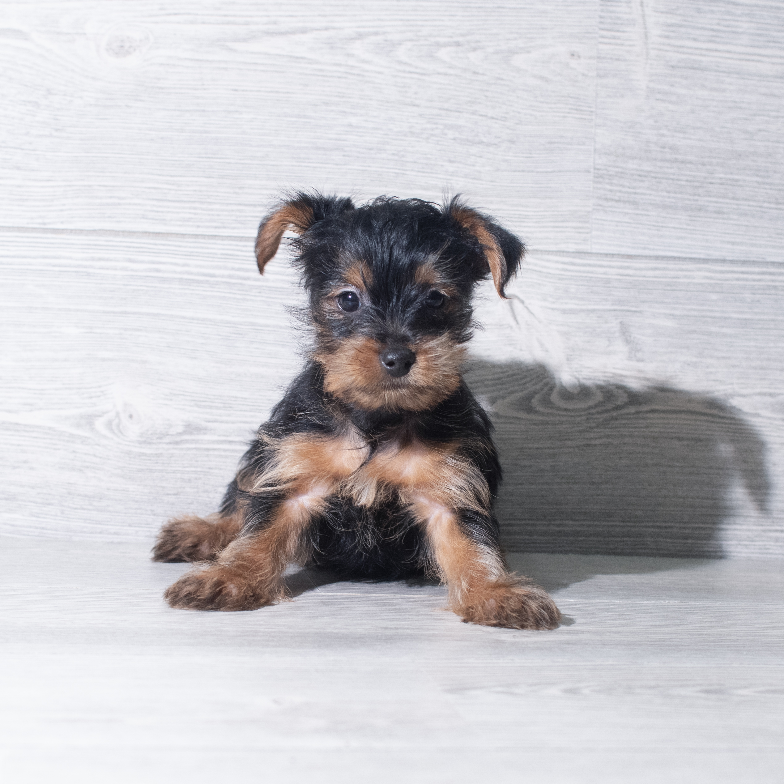 Yorkshire Terrier (M) 5775 Image #1