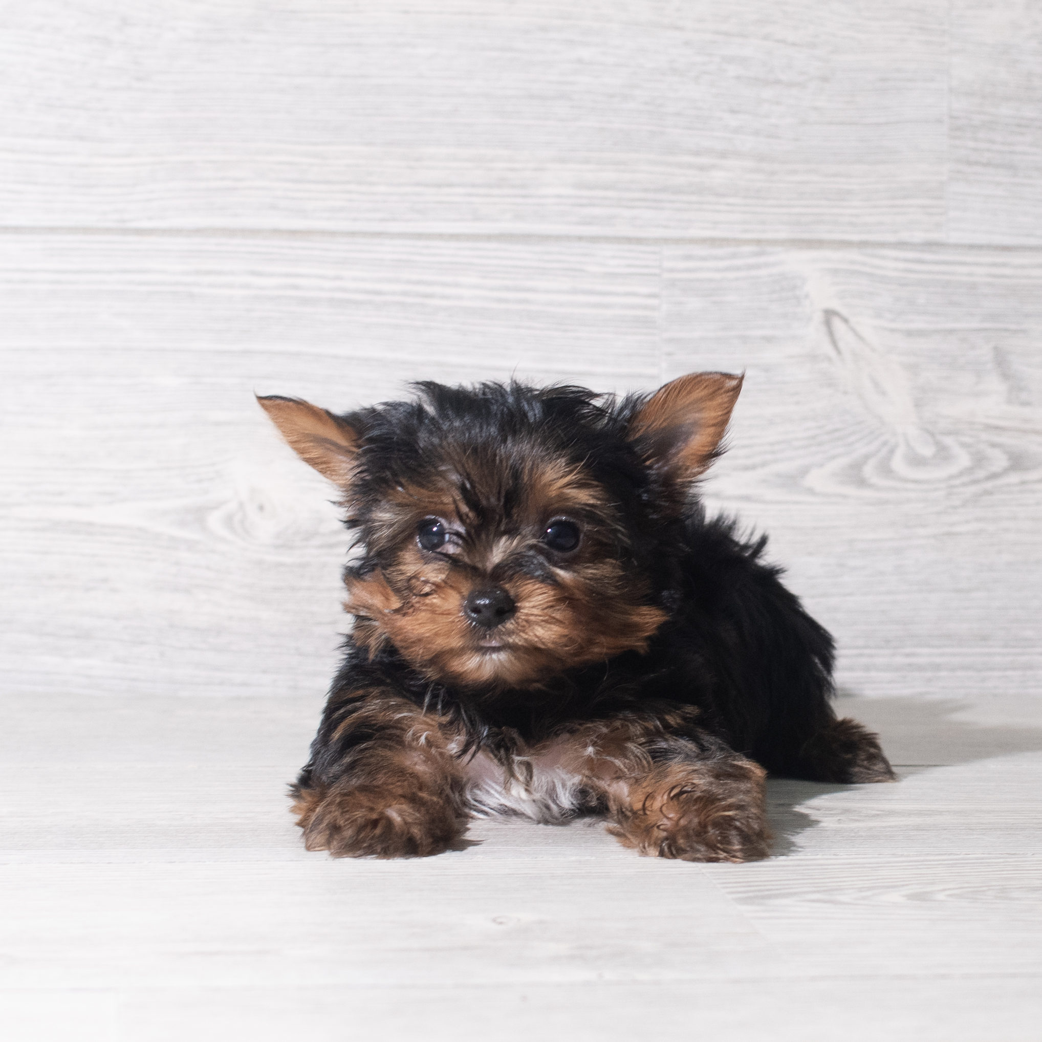 Yorkshire Terrier (M) 5778 Image #1