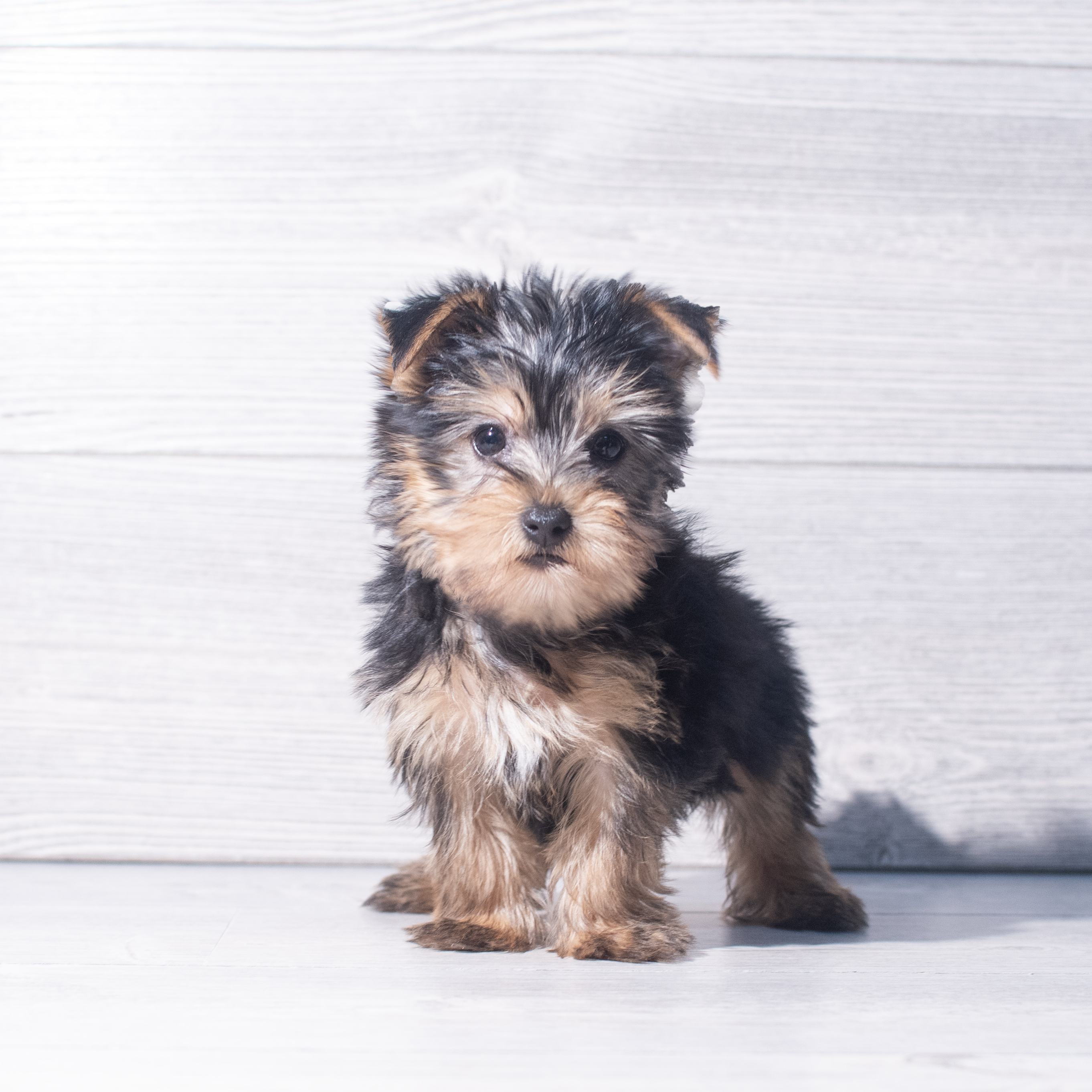 Yorkshire Terrier (F) 2242 Image #1