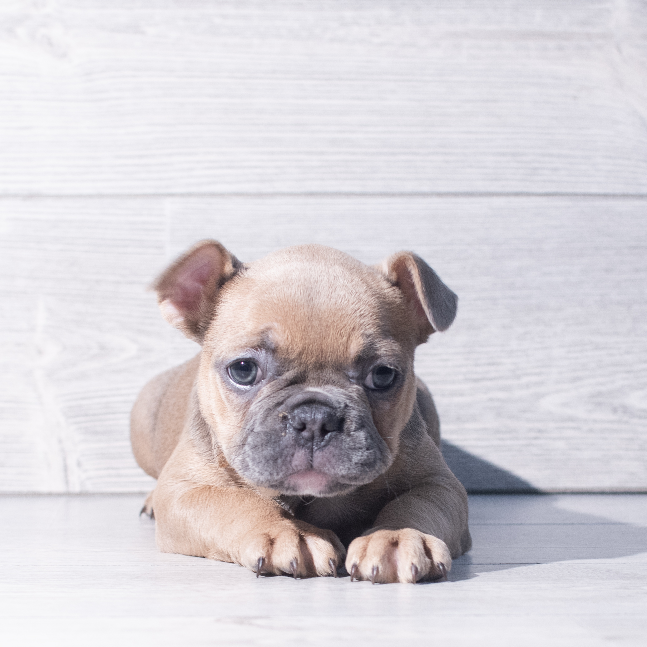 French Bulldog (F) 2235 Image #1