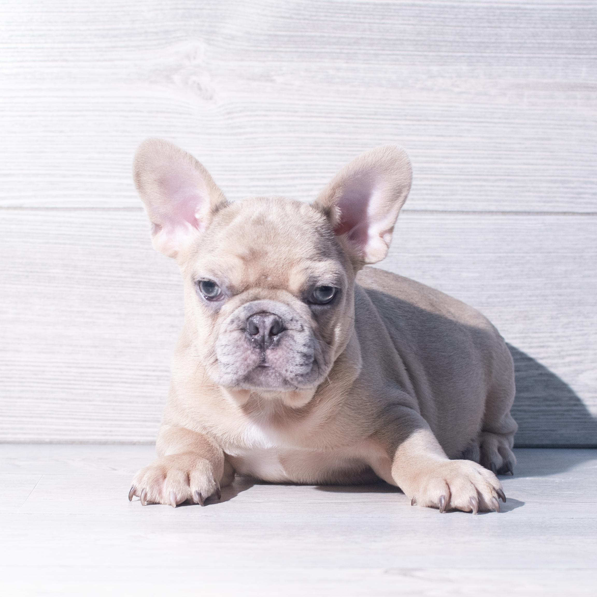 French Bulldog (M) 2226 Image #1