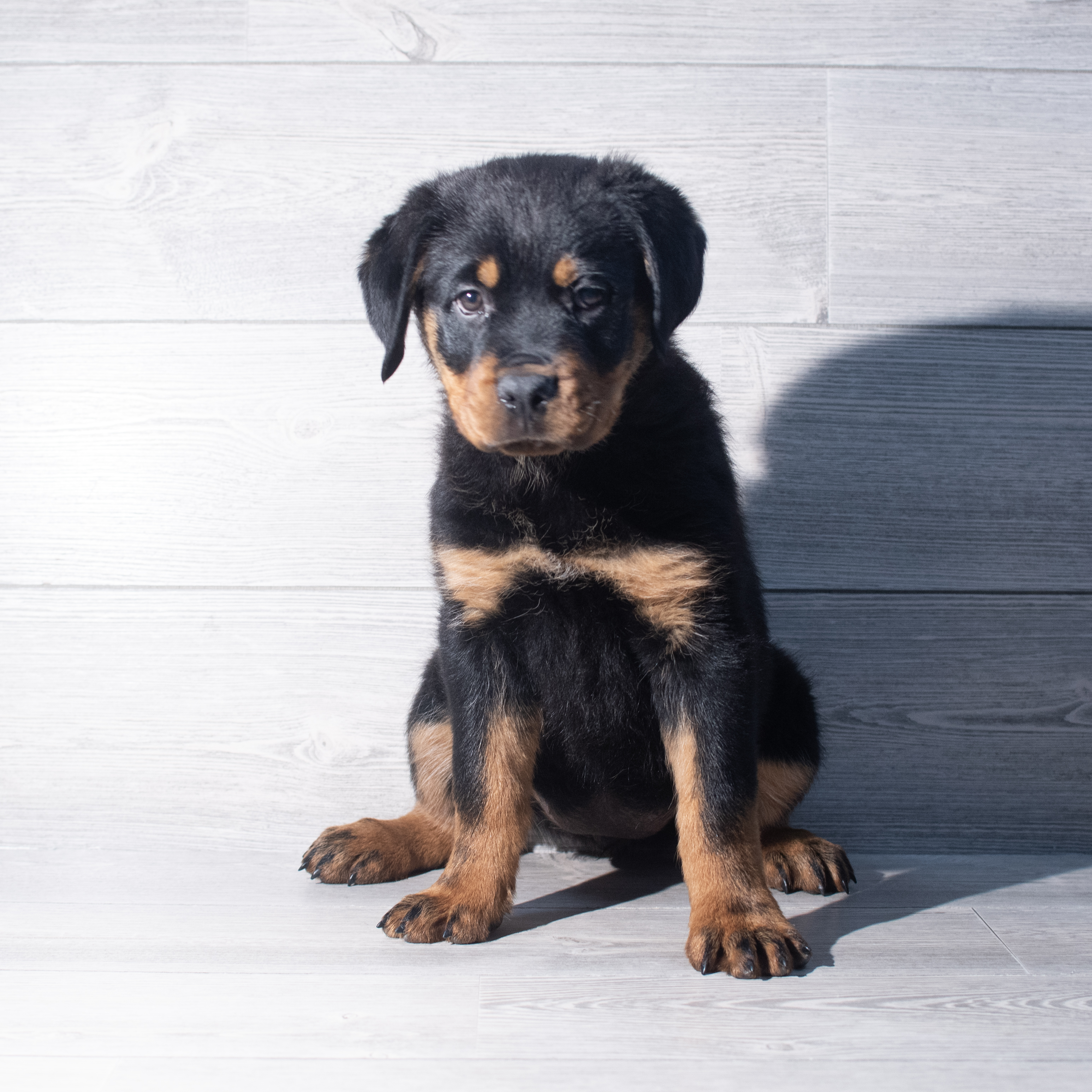 Rottweiler (F) 2253 Image #1
