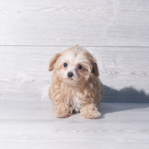 Maltipoo (F) 2257