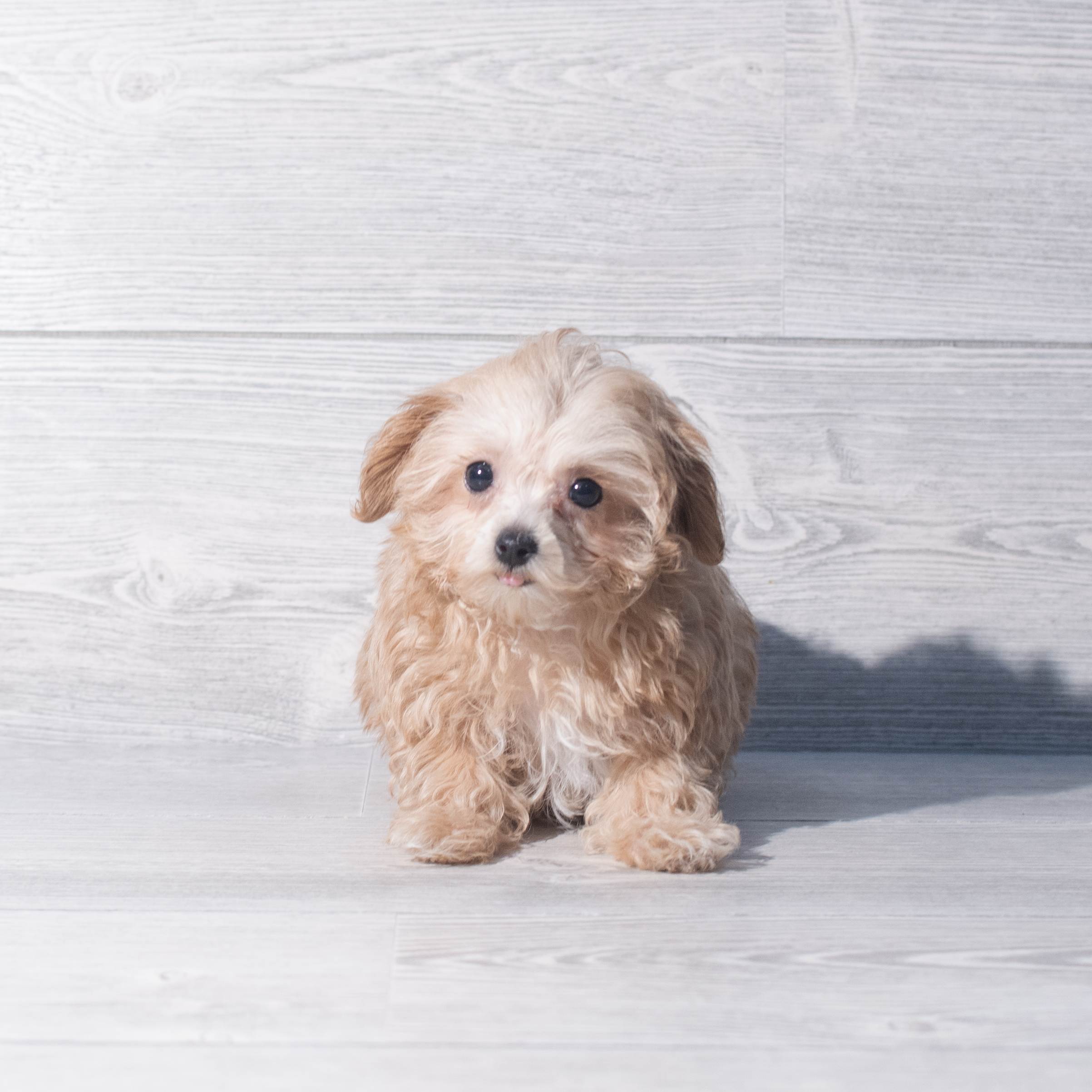 Maltipoo (F) 2257 Image #1