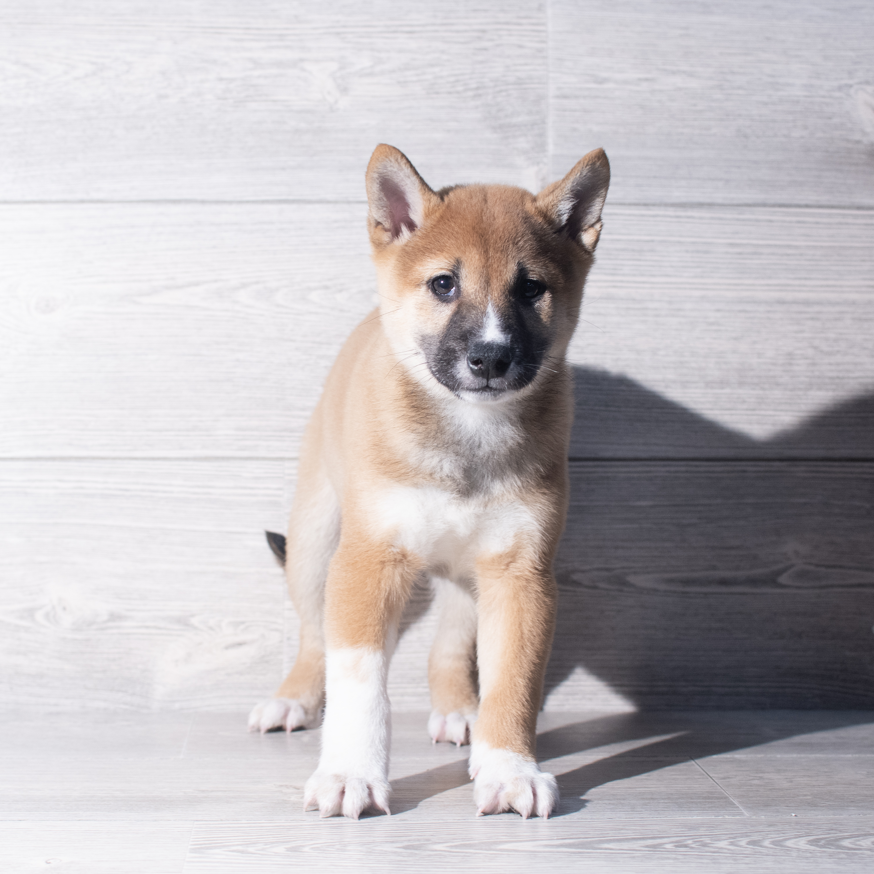 Shiba Inu (M) 2248 Image #1