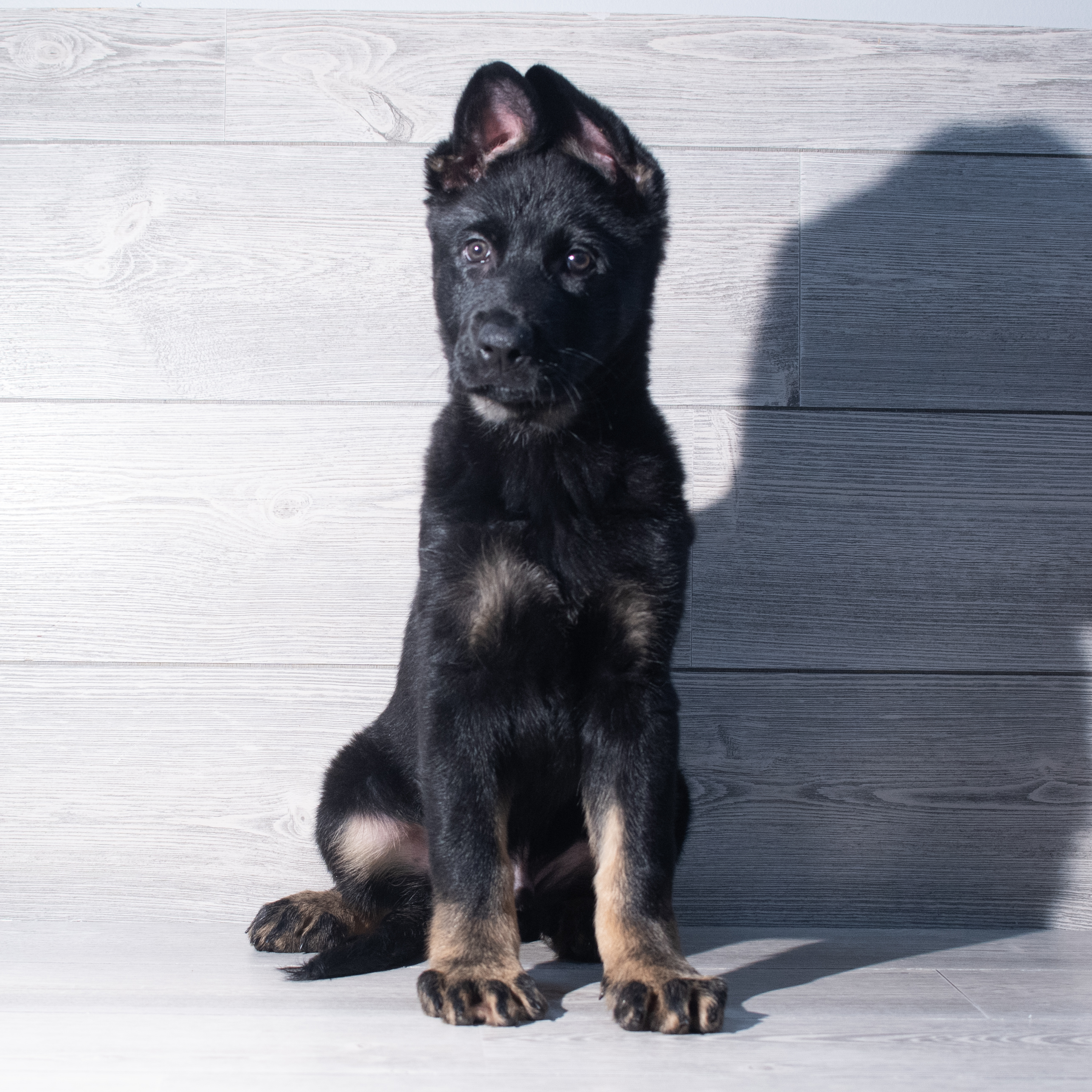 German Shepherd Dog (M) 2256 Image #1