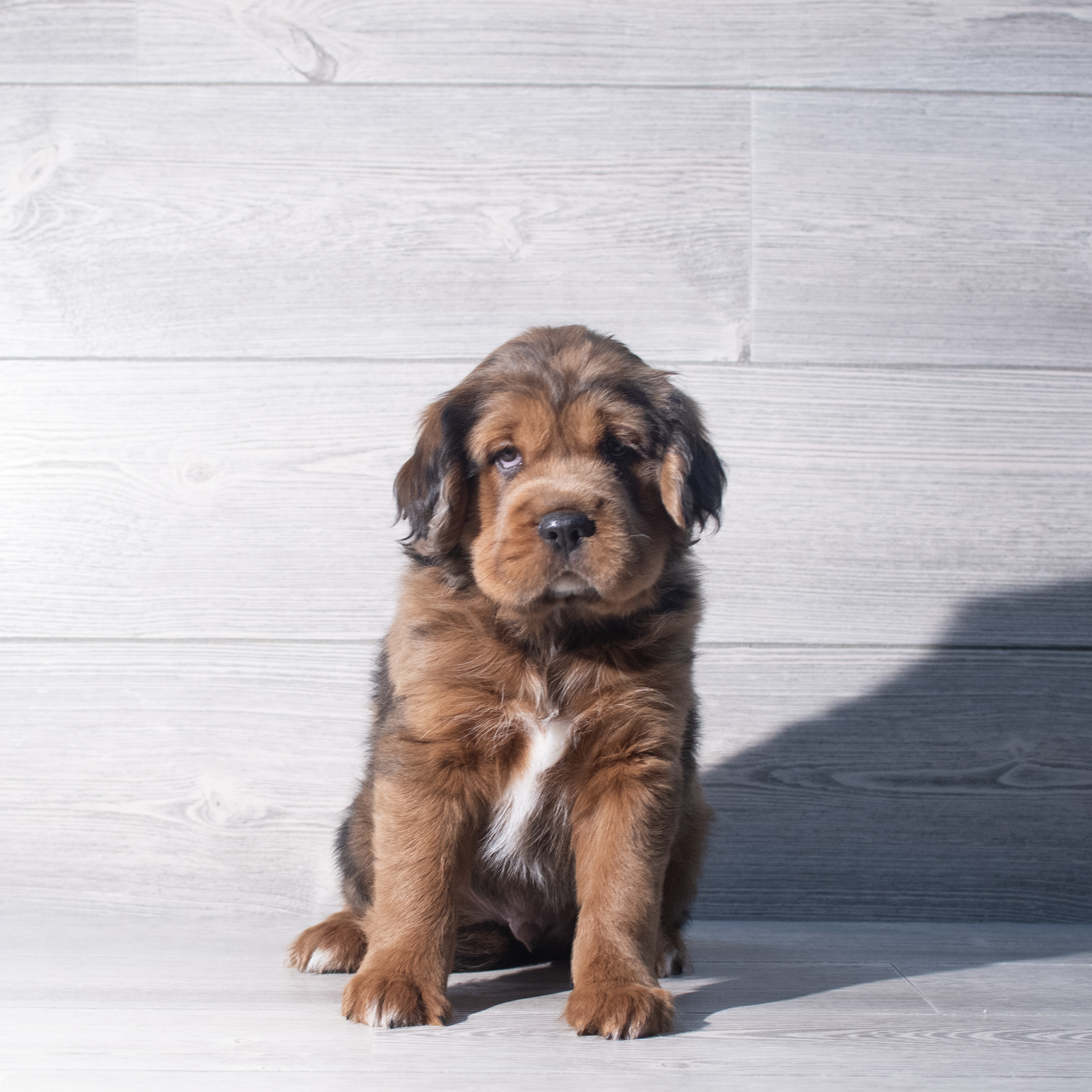 Hippo Mini (M) 2254 Image #1