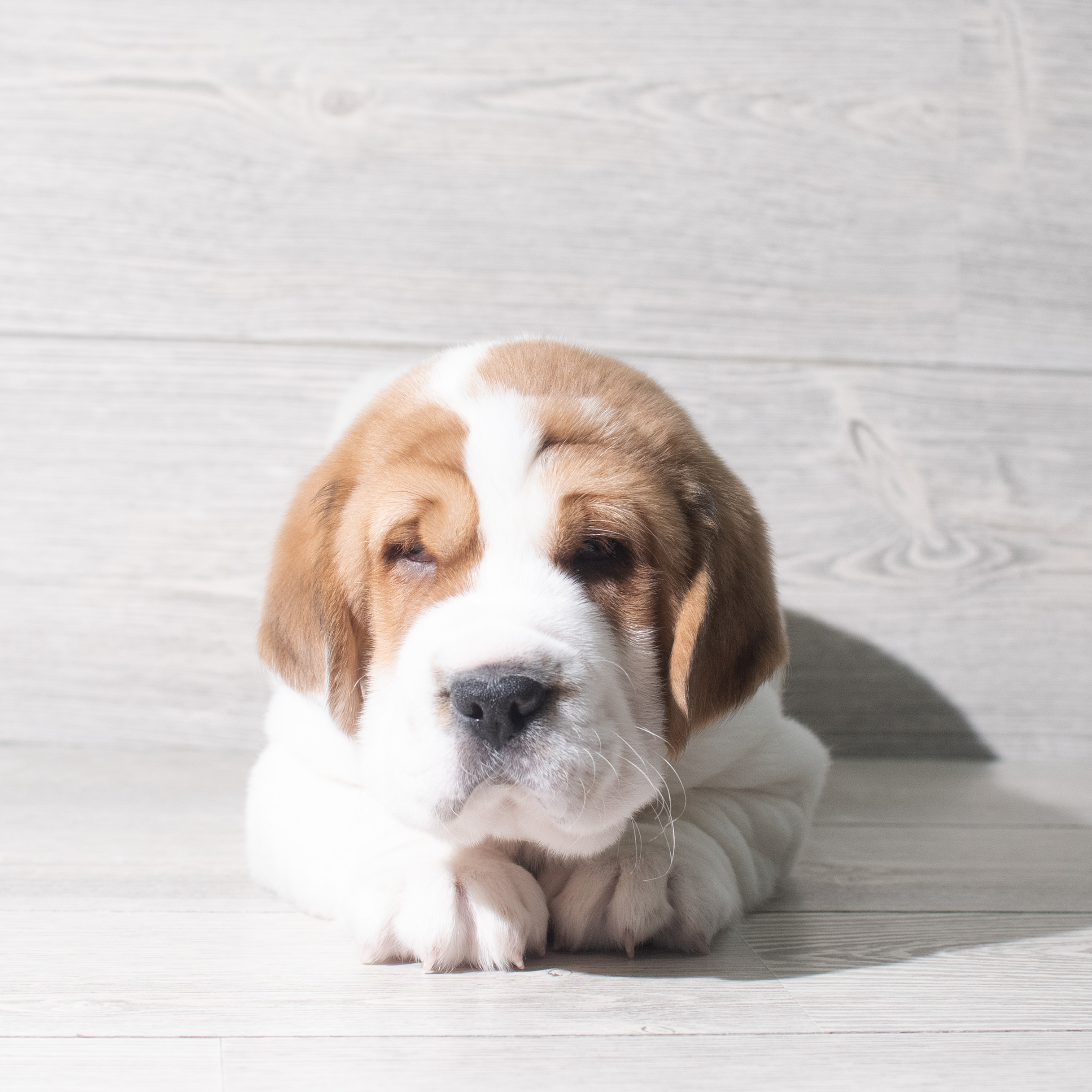 Mini Walrus (M) 5791 Image #1