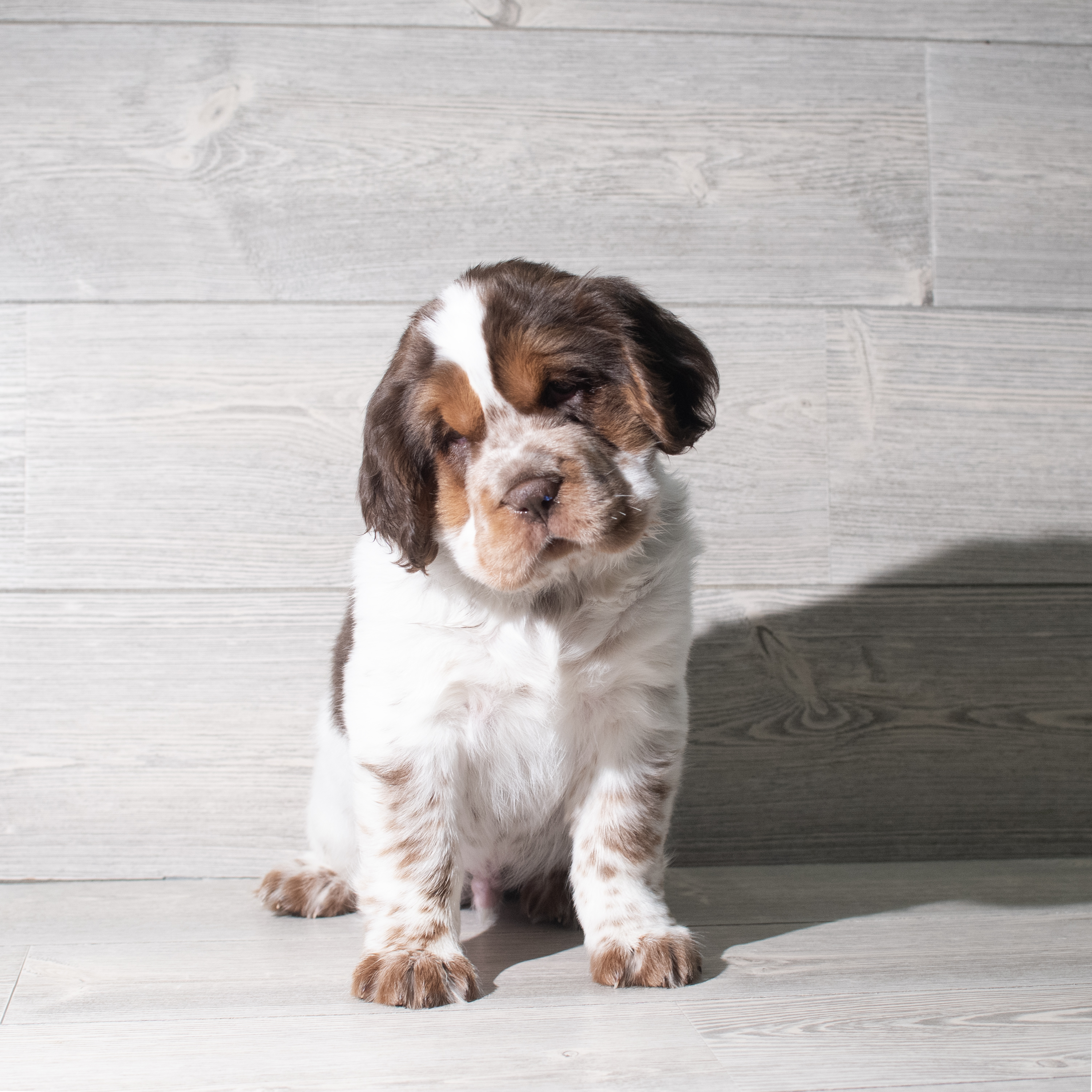 Hippo Mini (M) 5790 Image #1