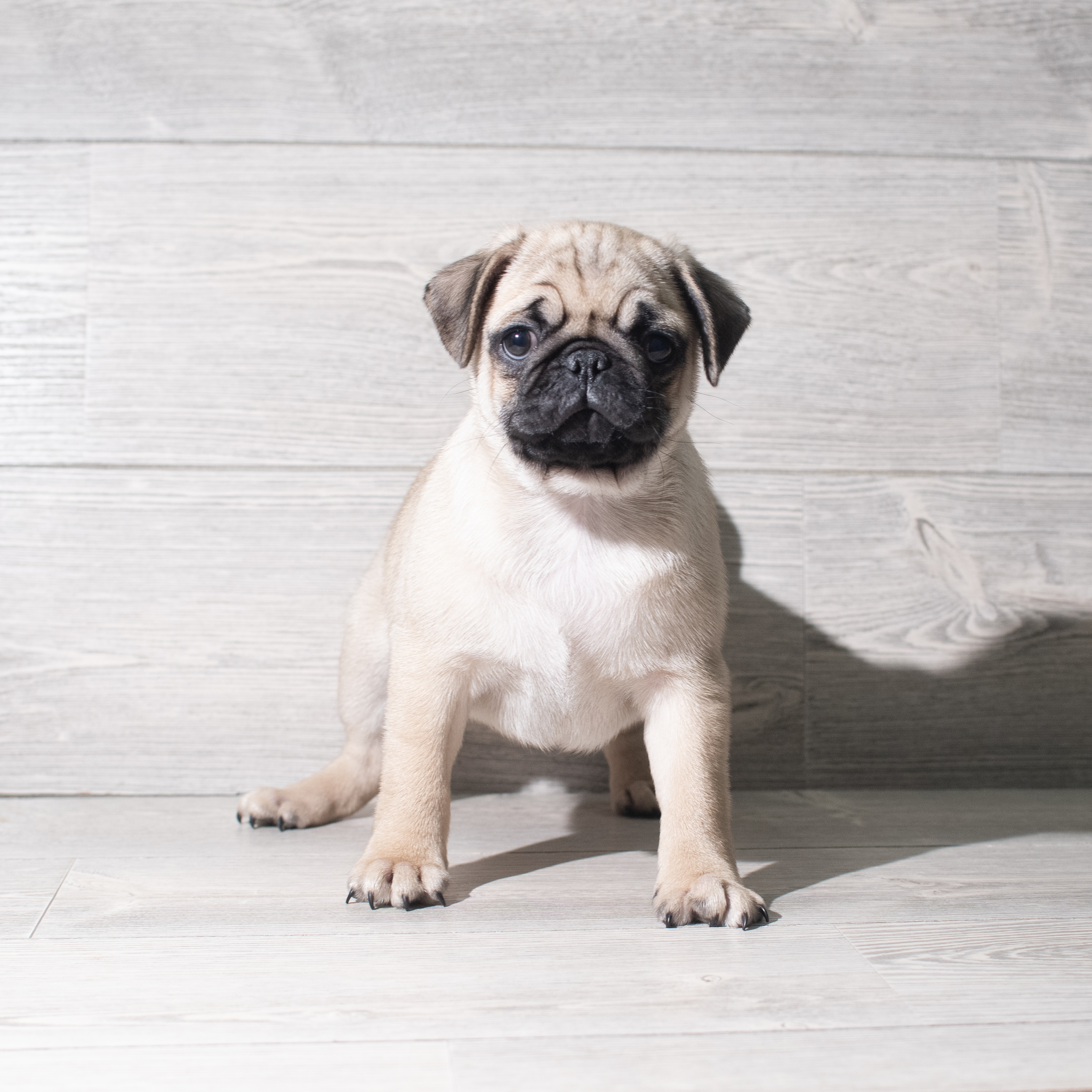 Pug (M) 5780 Image #1