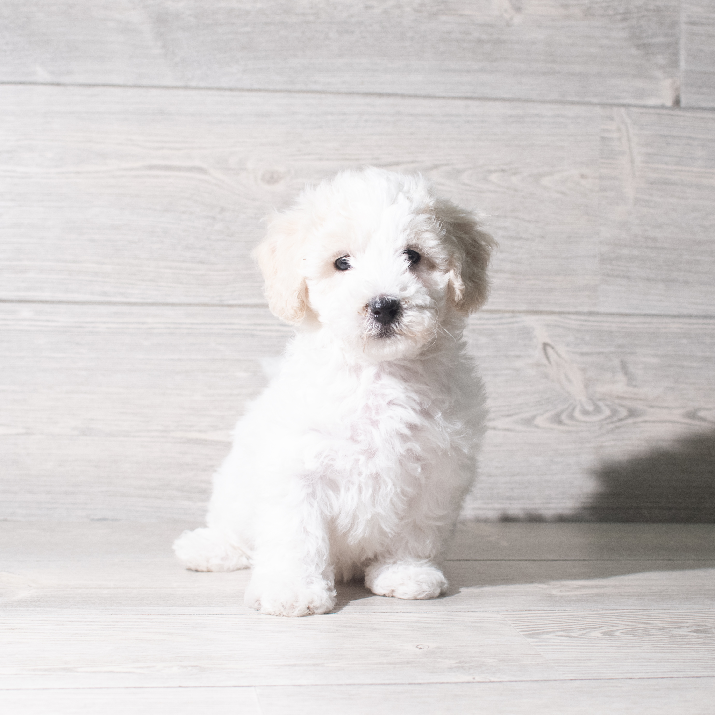 Poochon (M) 5785 Image #1