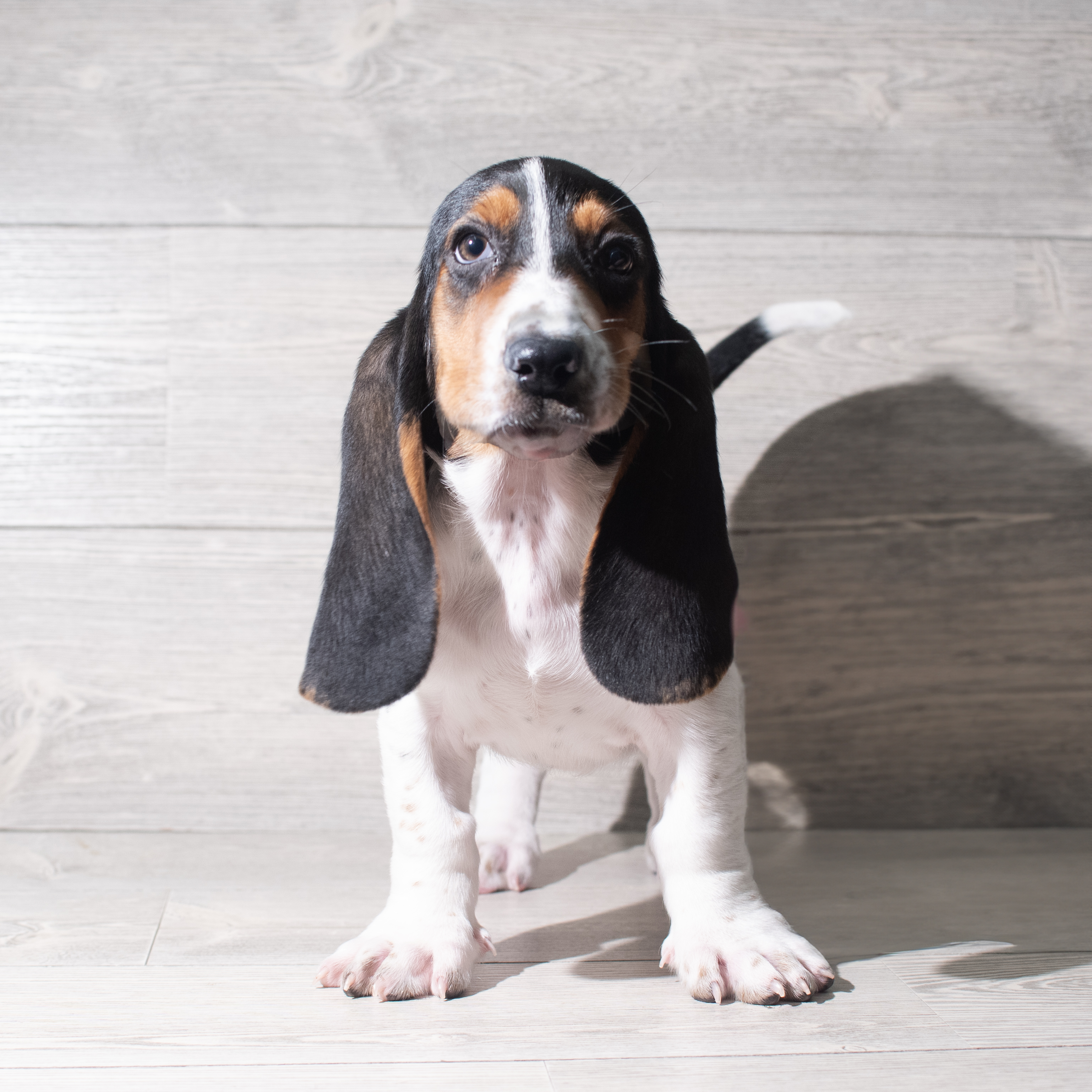 Basset Hound (F) 5786 Image #1