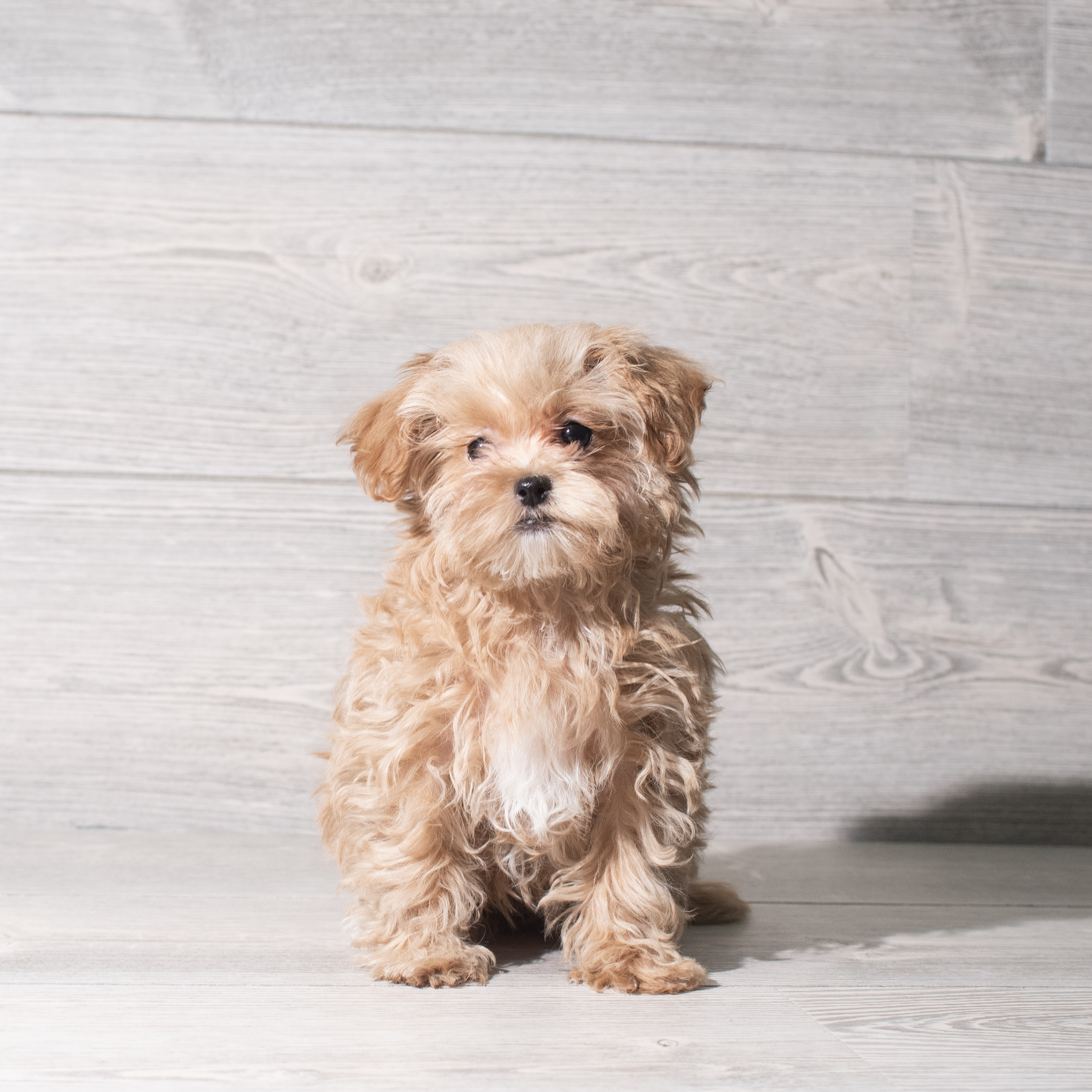 Maltipoo (F) 5792 Image #1