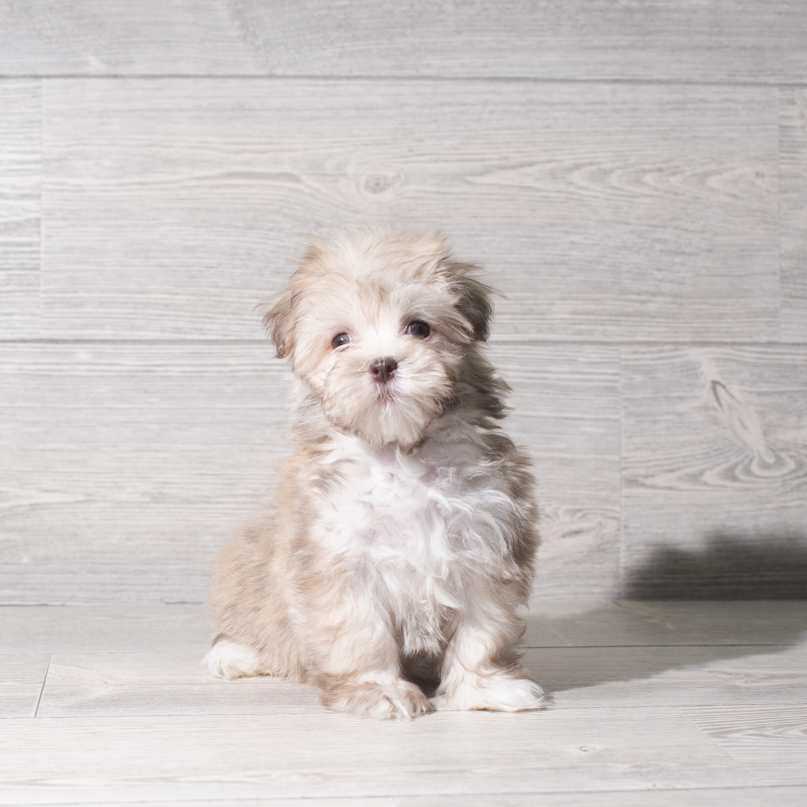 Havanese (F) 5793 Image #1
