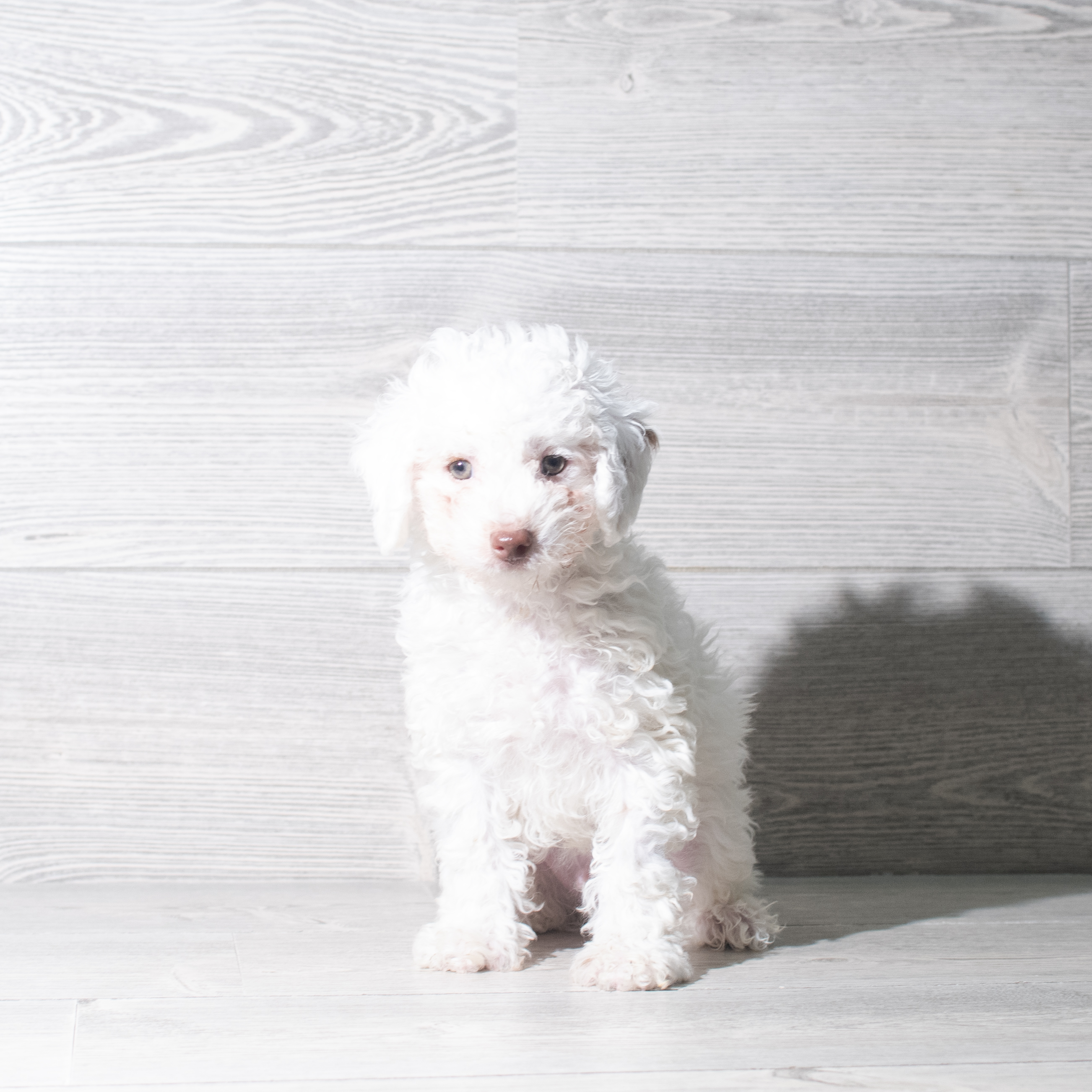 Poodle Mini (M) 5805 Image #1