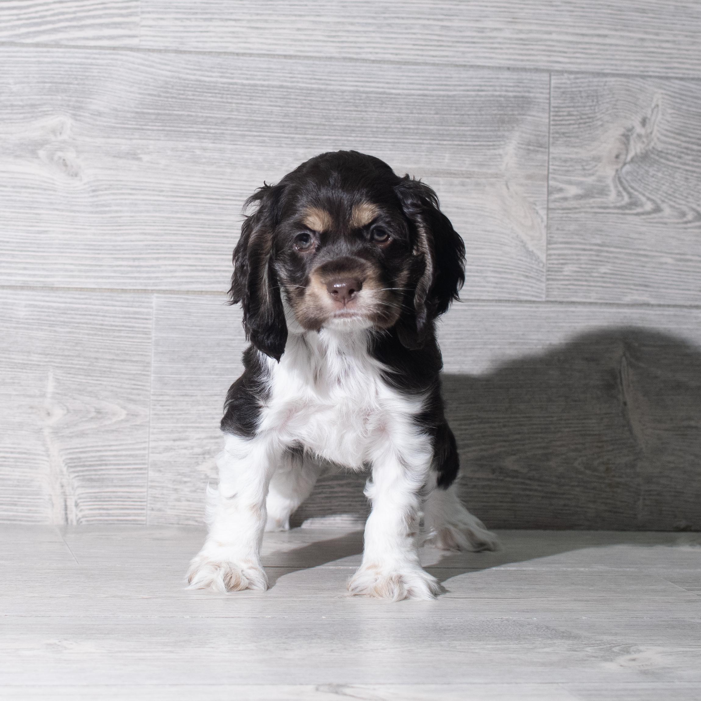 Cocker Spaniel (F) 5801 Image #1