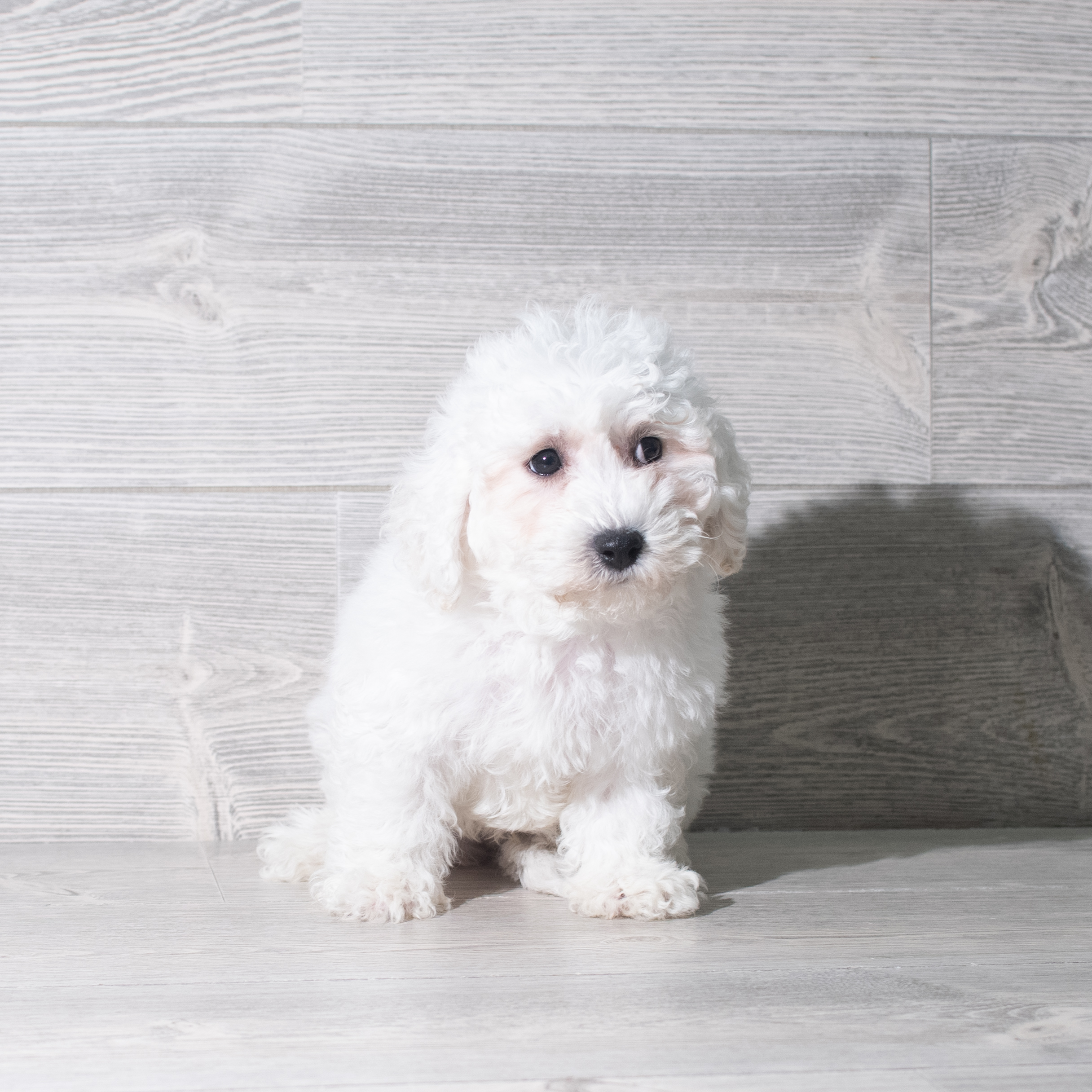 Bichon Frise (M-N) 5802 Image #1