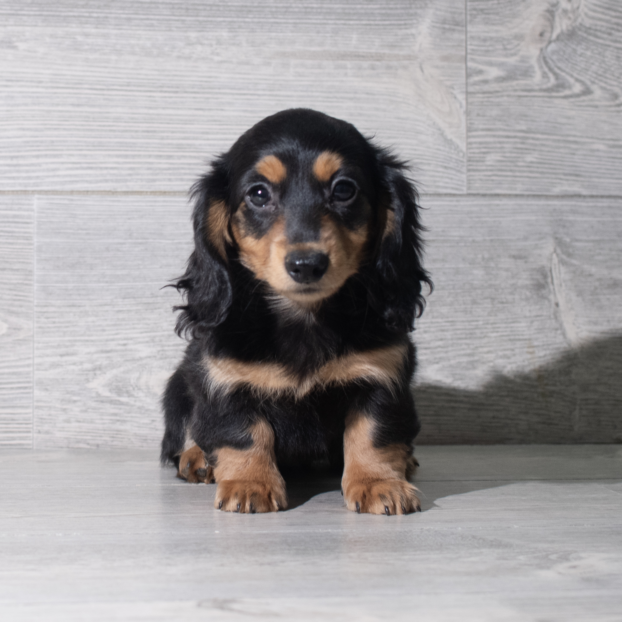 Dachshund (M) 5804 Image #1