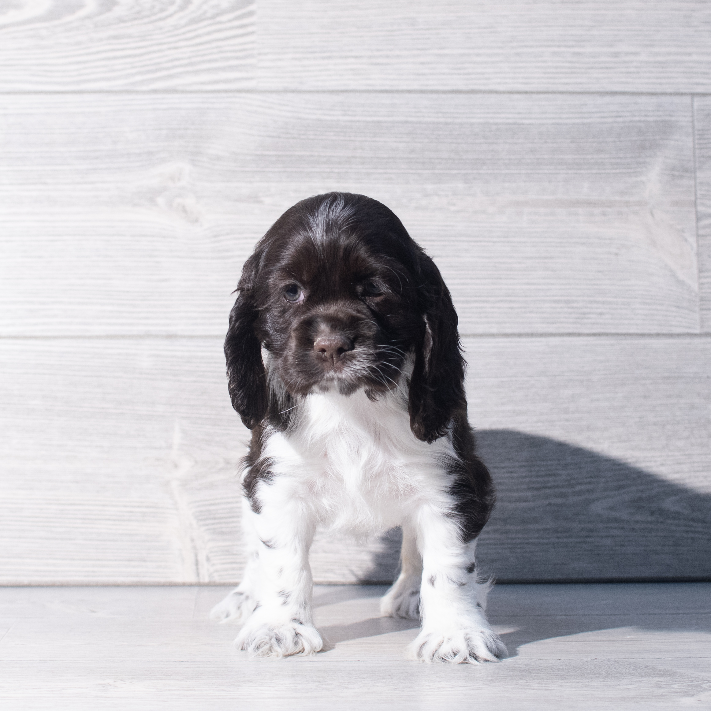 Cocker Spaniel (F) 2267 Image #1