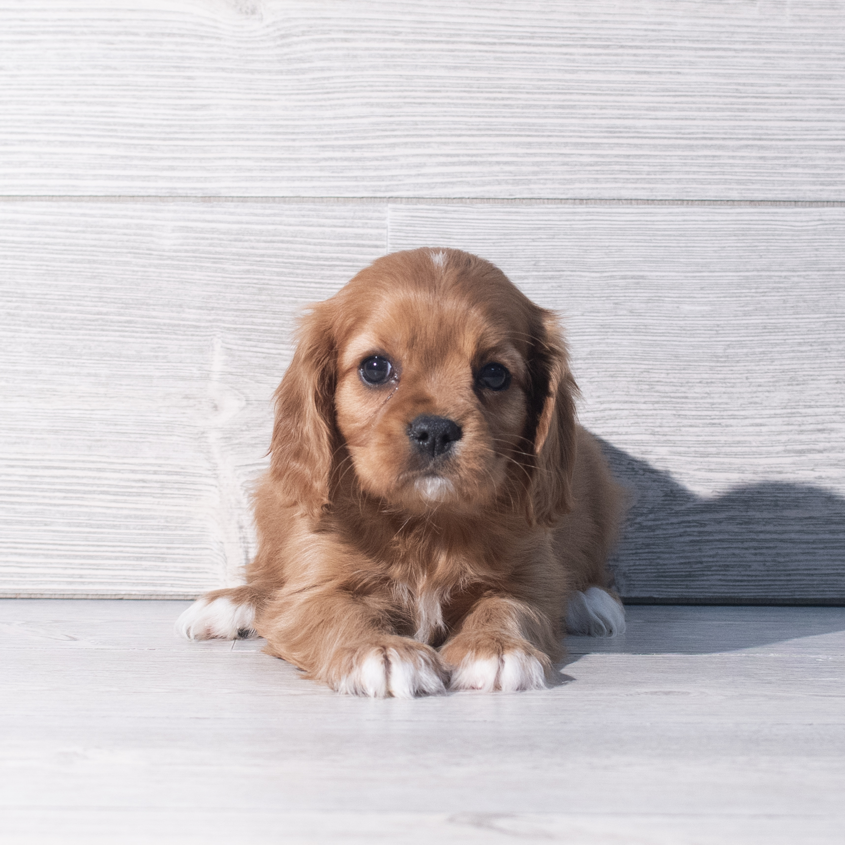 Cavalier King Charles Spaniel (F) 2268 Image #1