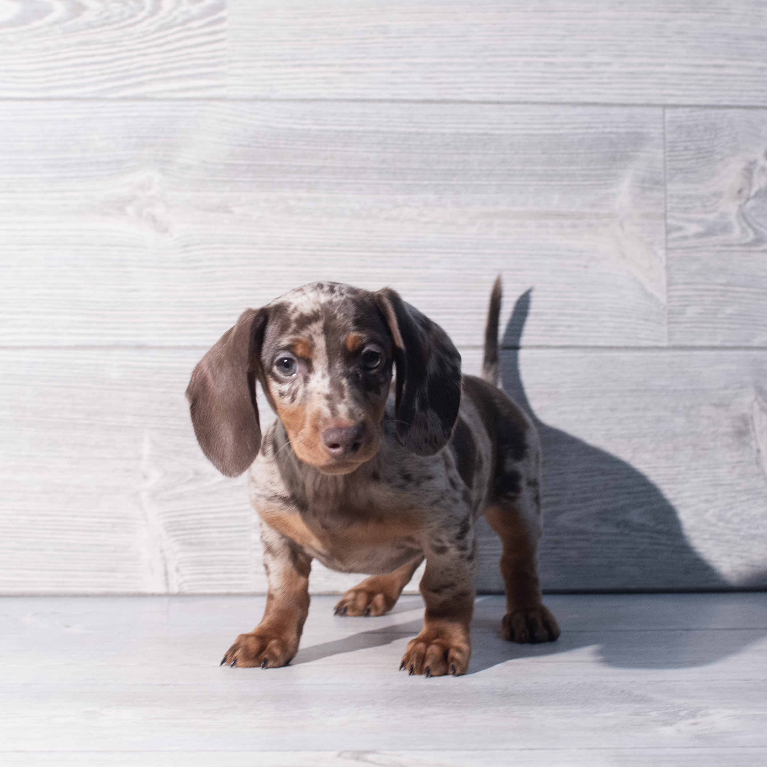 Dachshund (F) 2260 Image #1