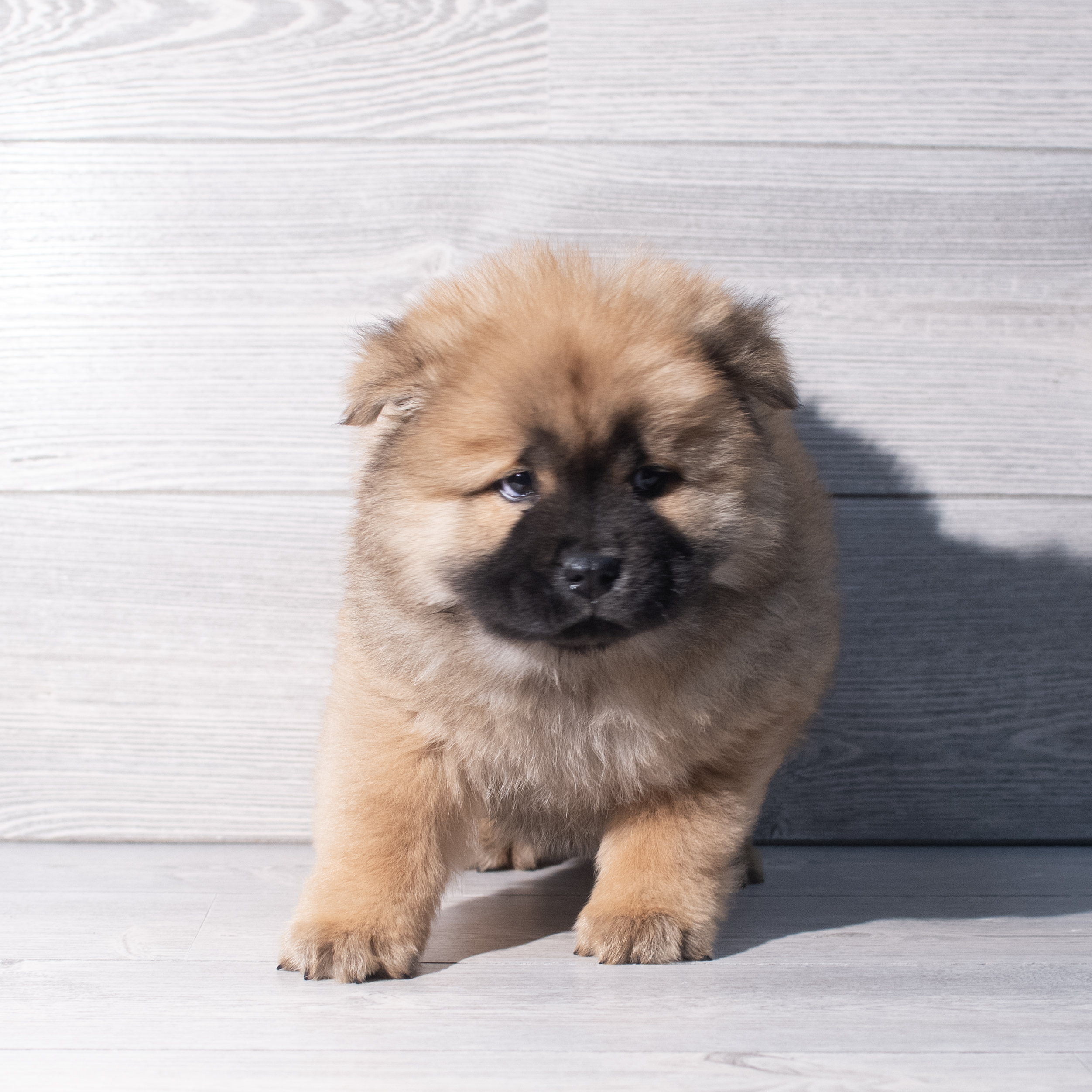 Chow Chow (M) 2259 Image #1