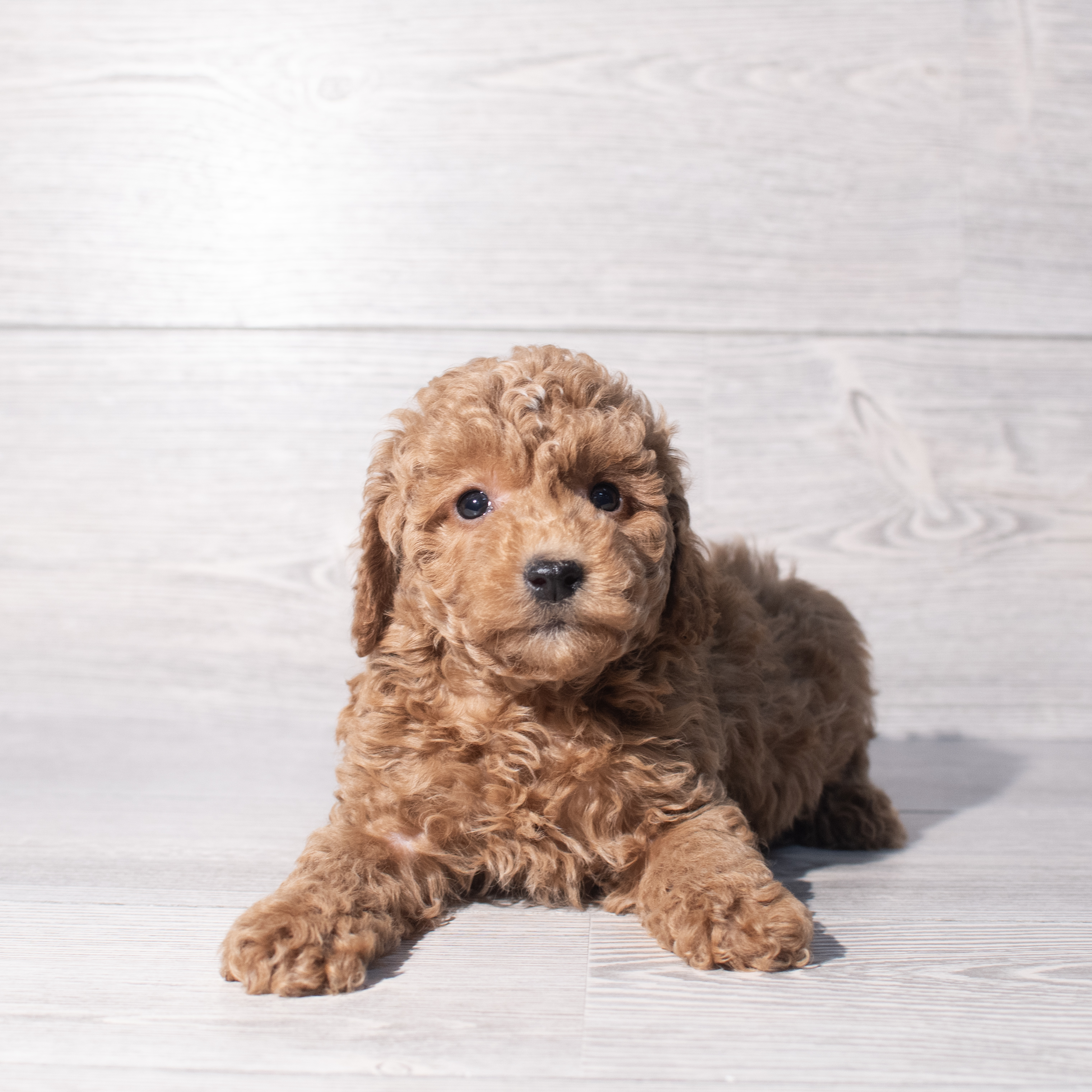 Poodle (M) 2271 Image #1