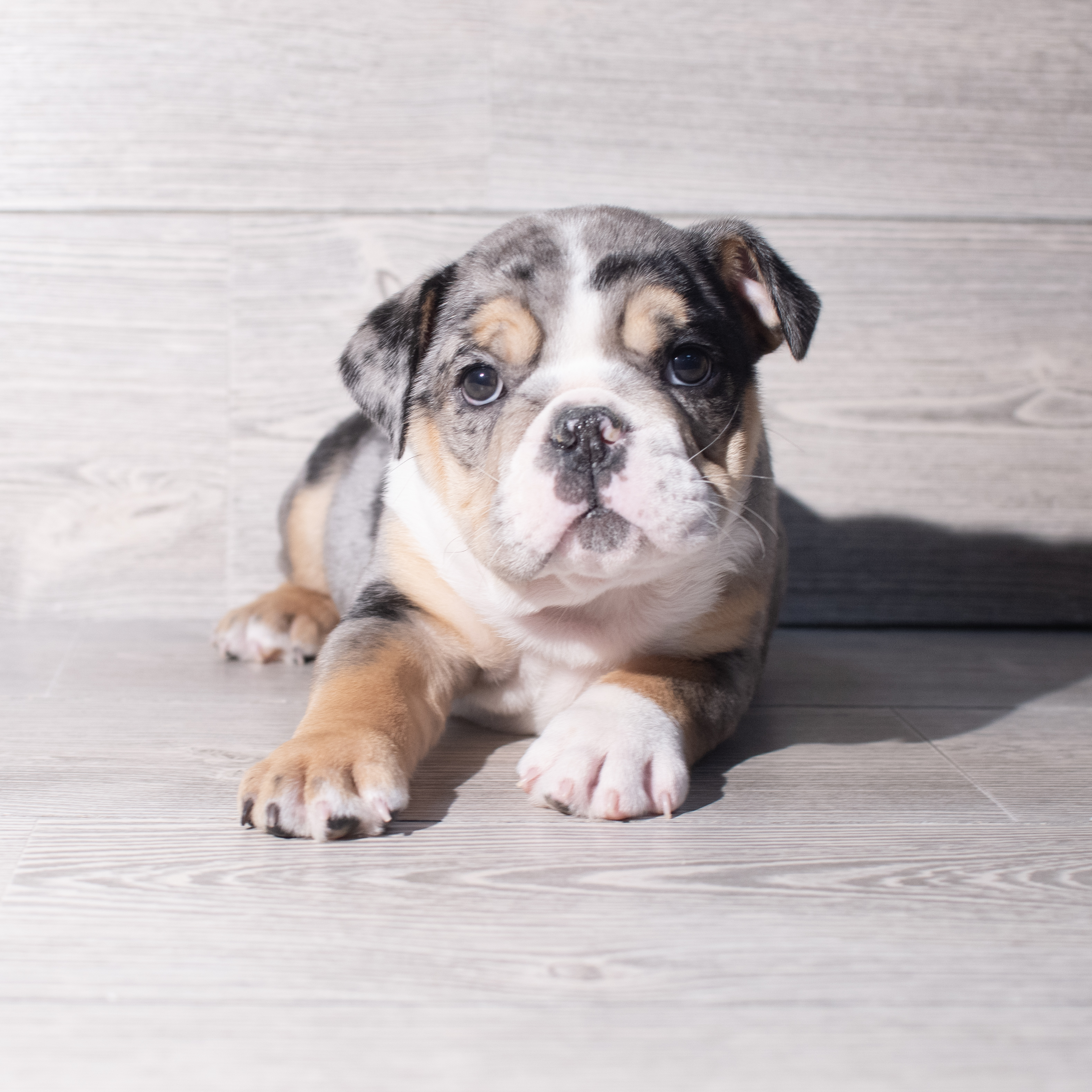 Beabull 3/4 (M) 2272 Image #1