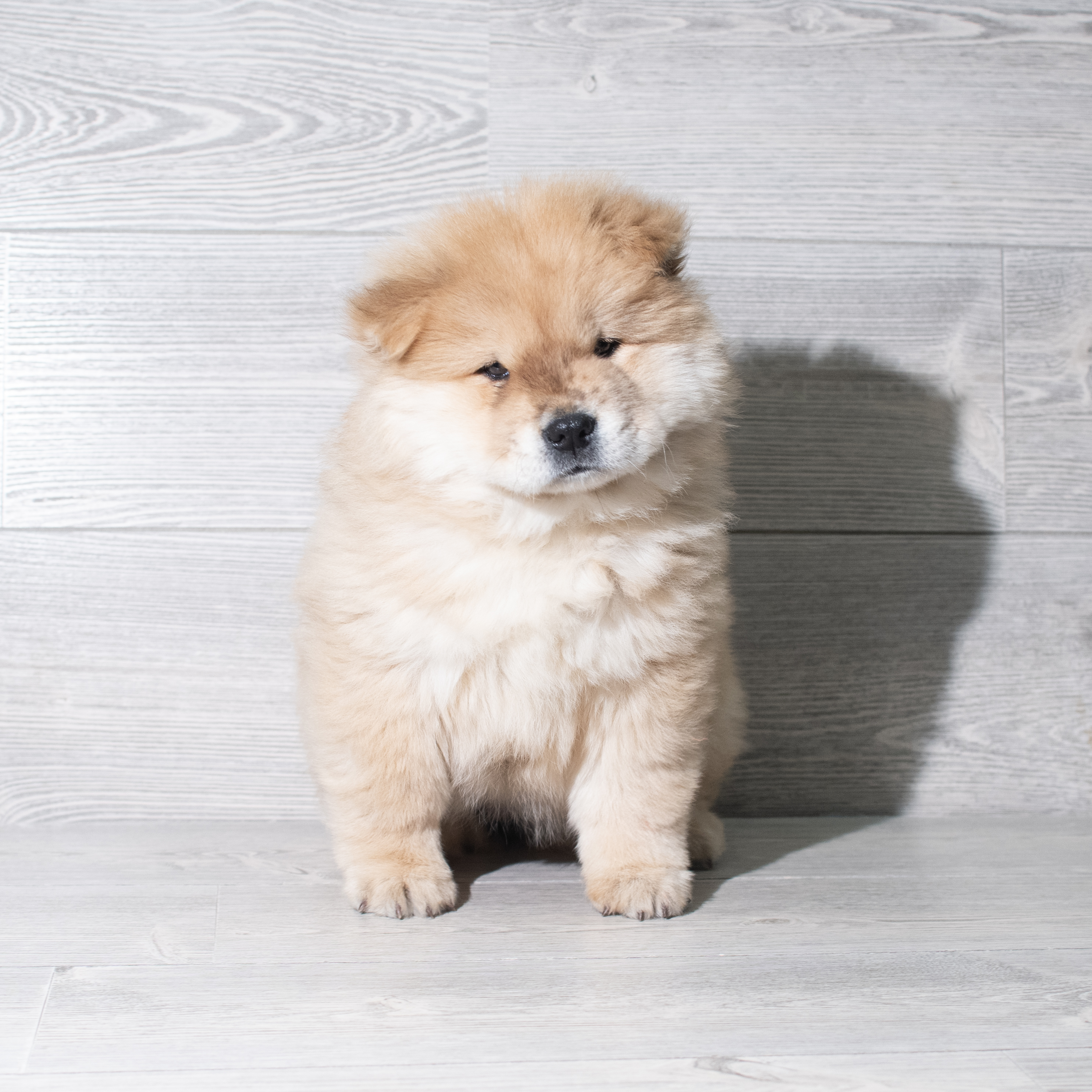 Chow Chow (F) 5813 Image #1