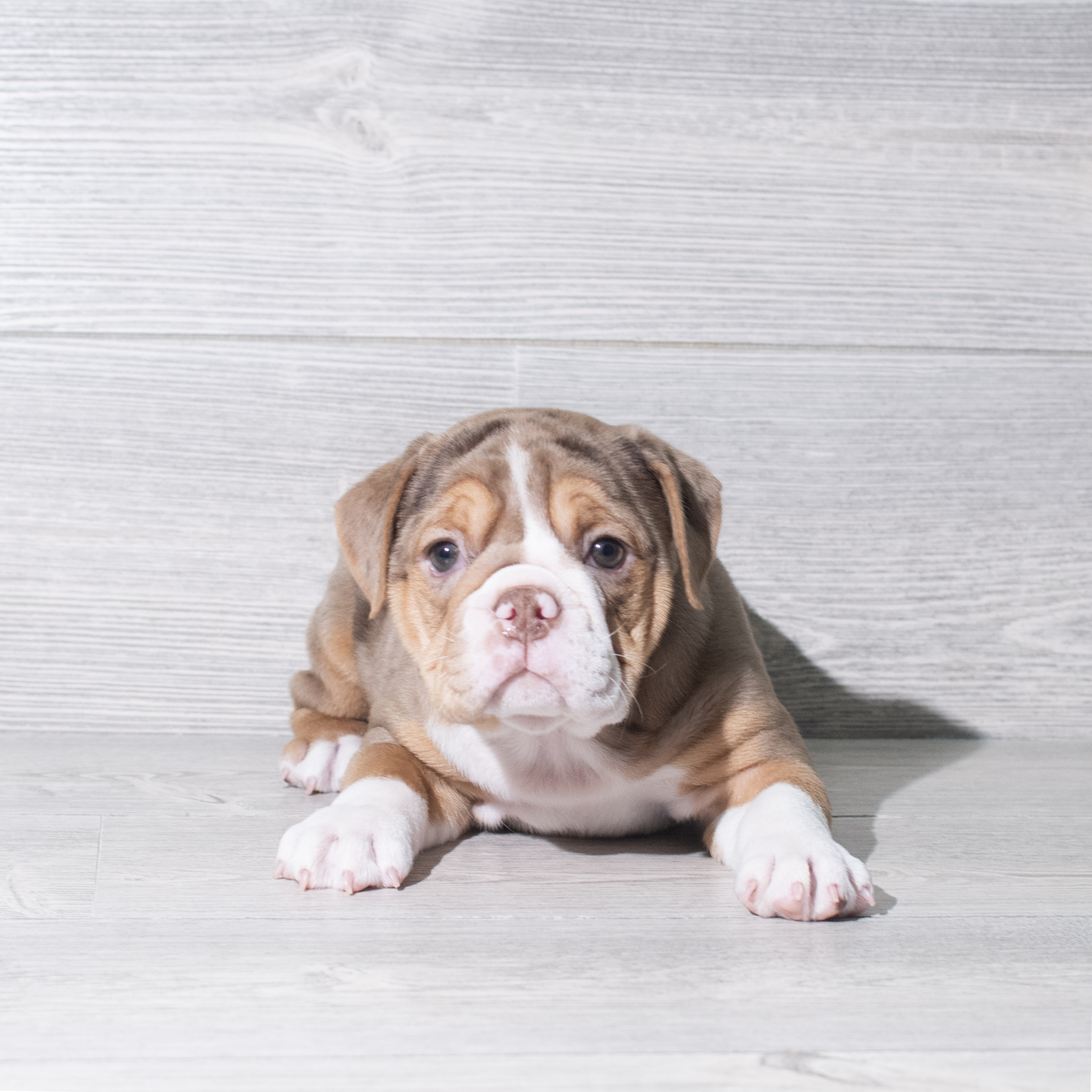 Beabull 3/4 (F) 5812 Image #1