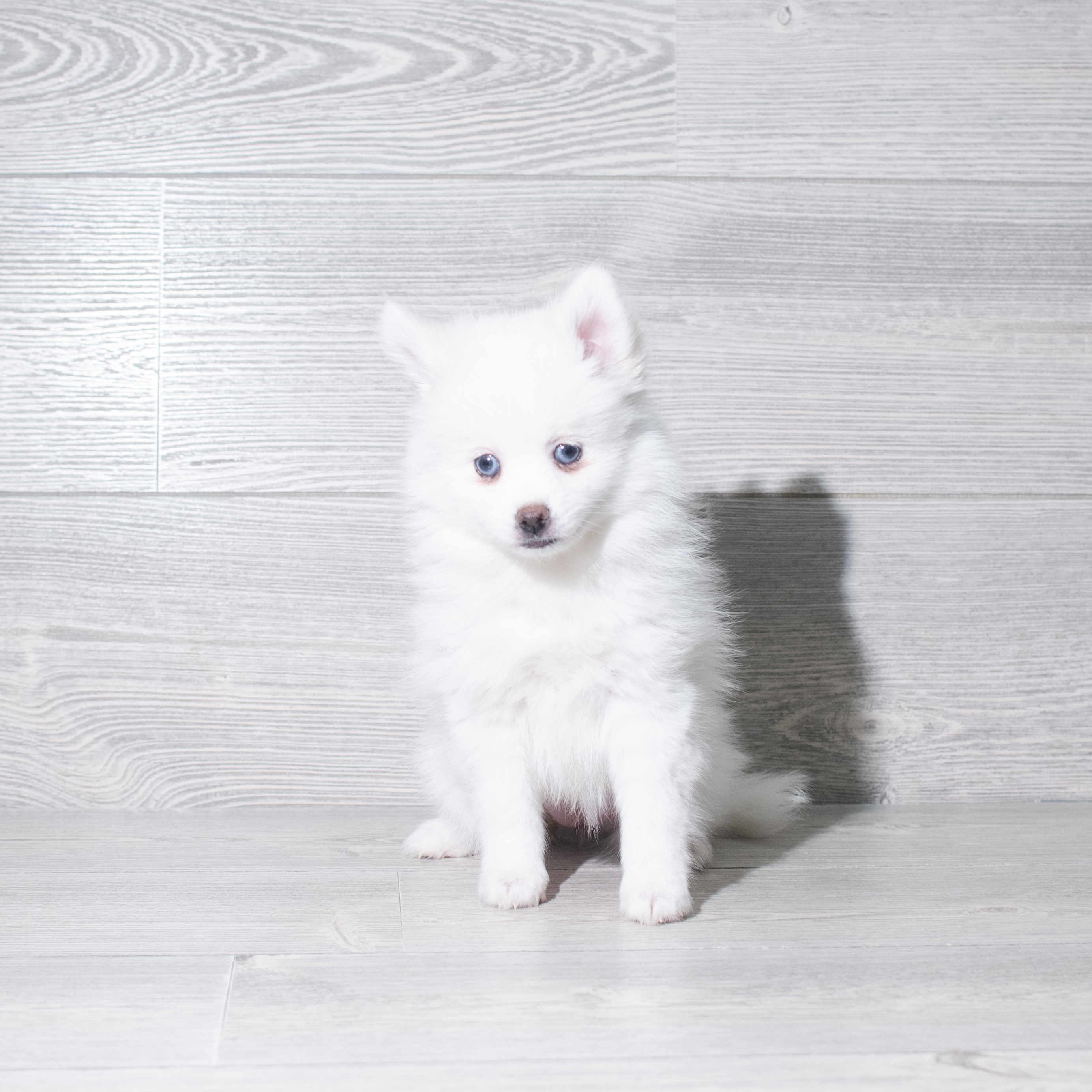 Pomsky (F) 5816 Image #1