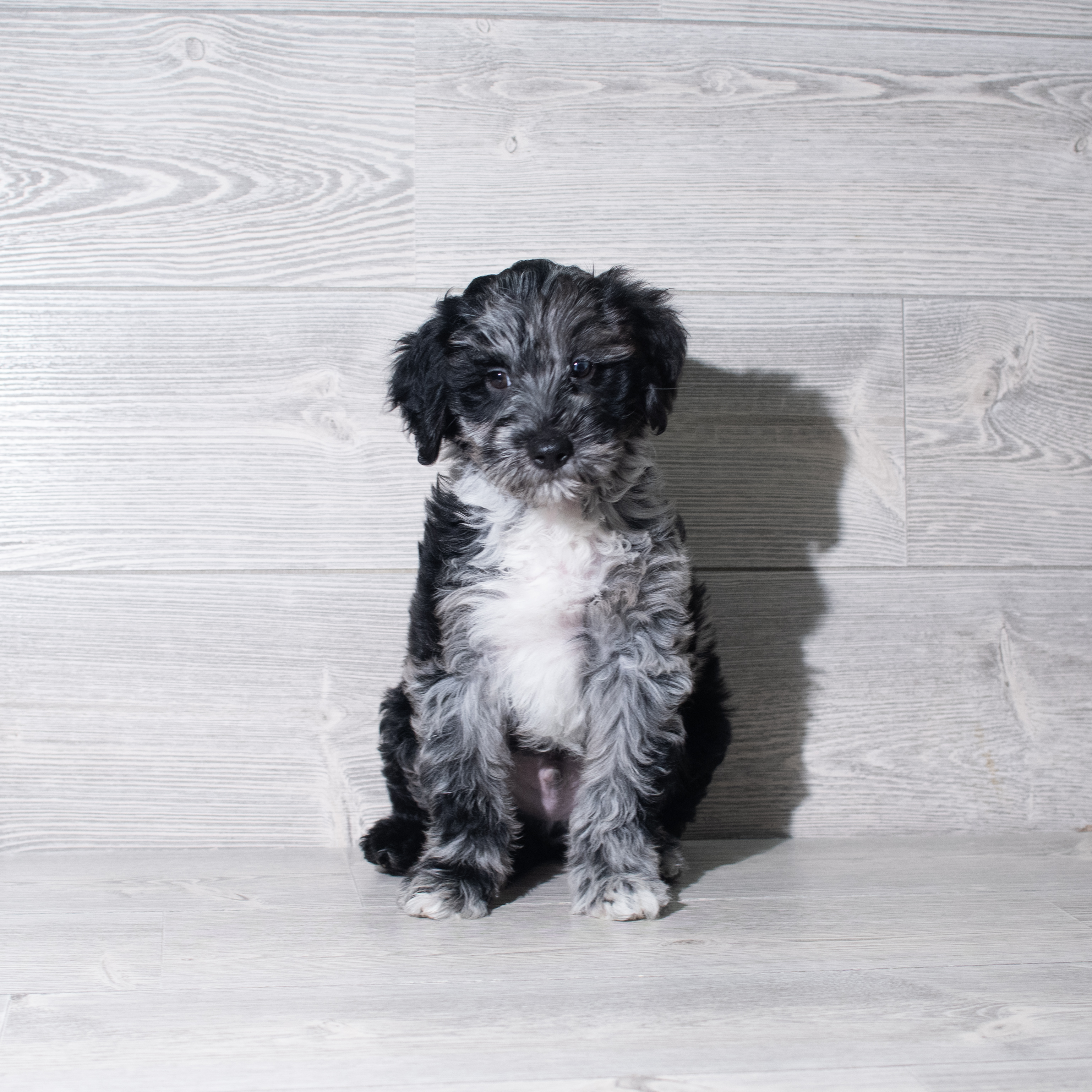 Goldendoodle Mini F1b (M) 5817 Image #1