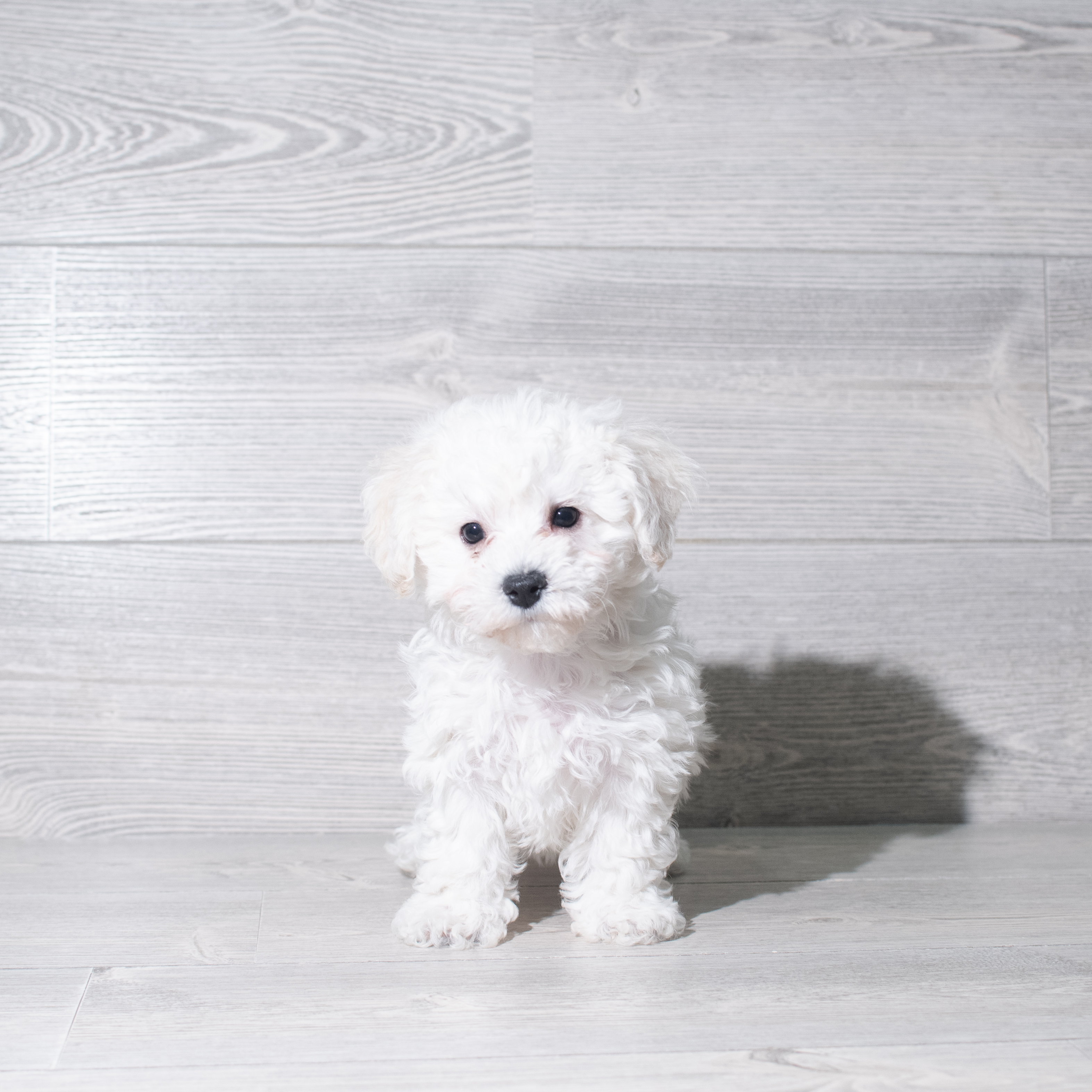 Bichon Frise (F) 5806 Image #1