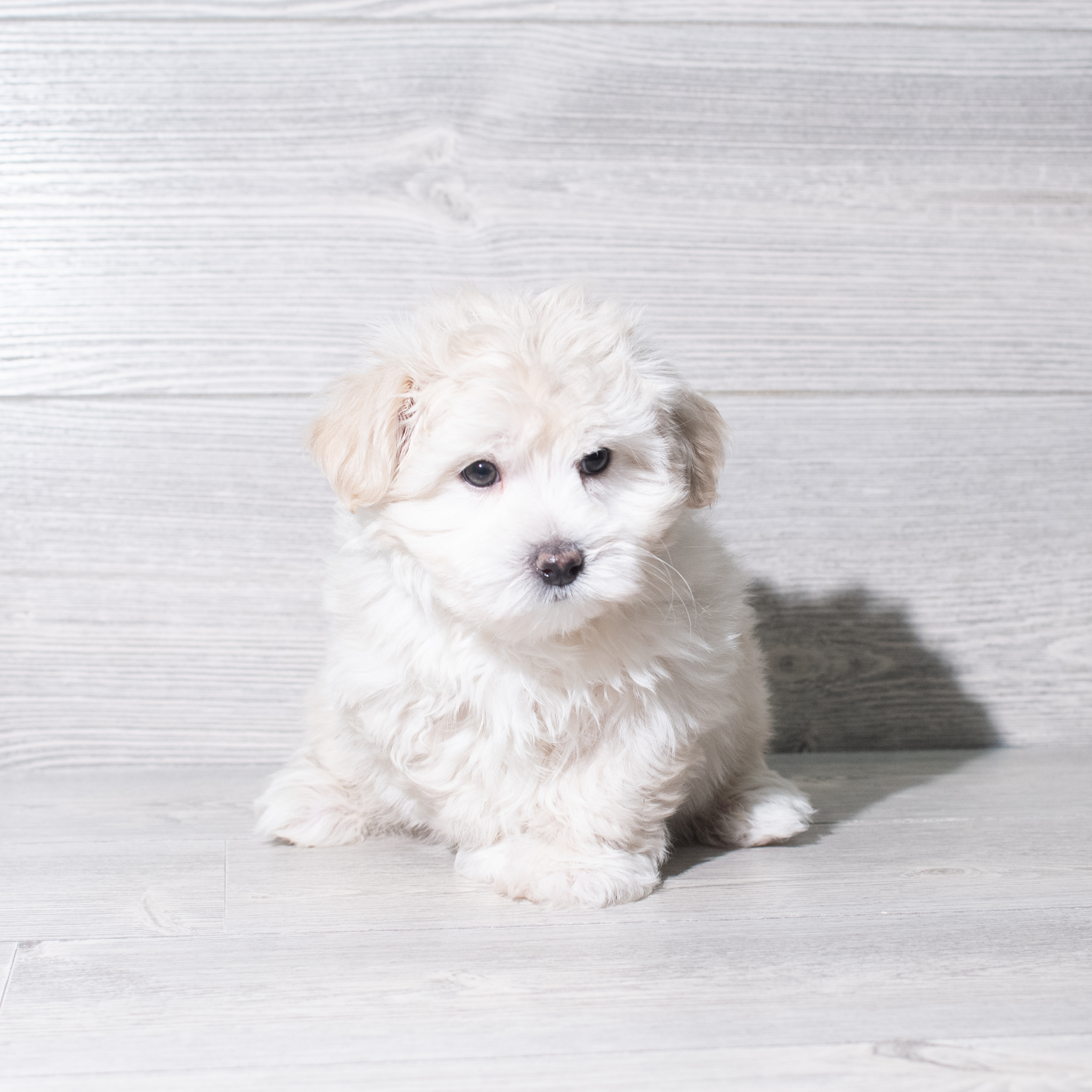 Maltese (M) 5811 Image #1