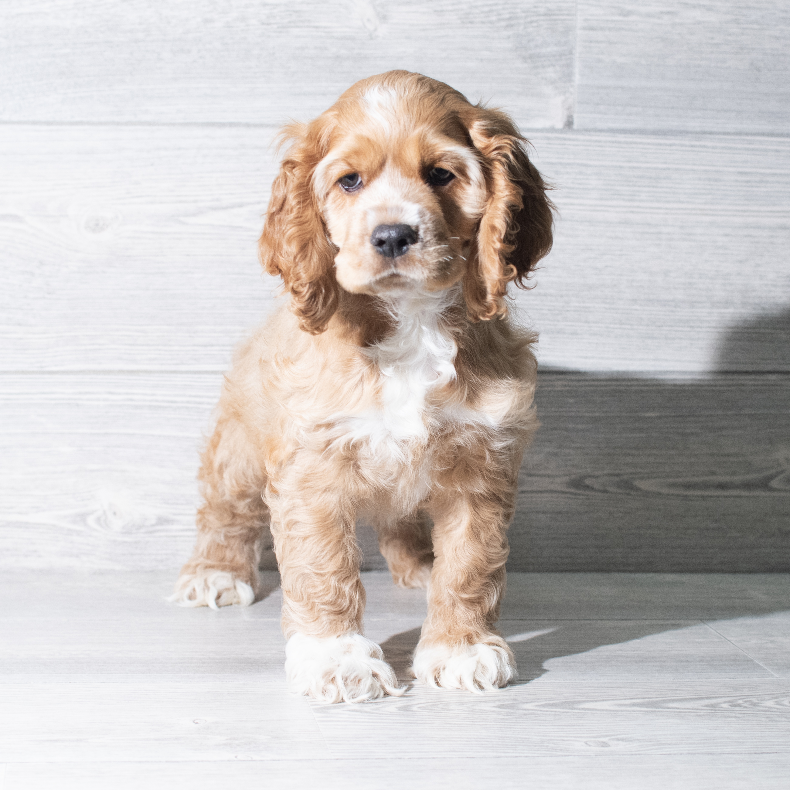Cocker Spaniel (M) 5818 Image #1