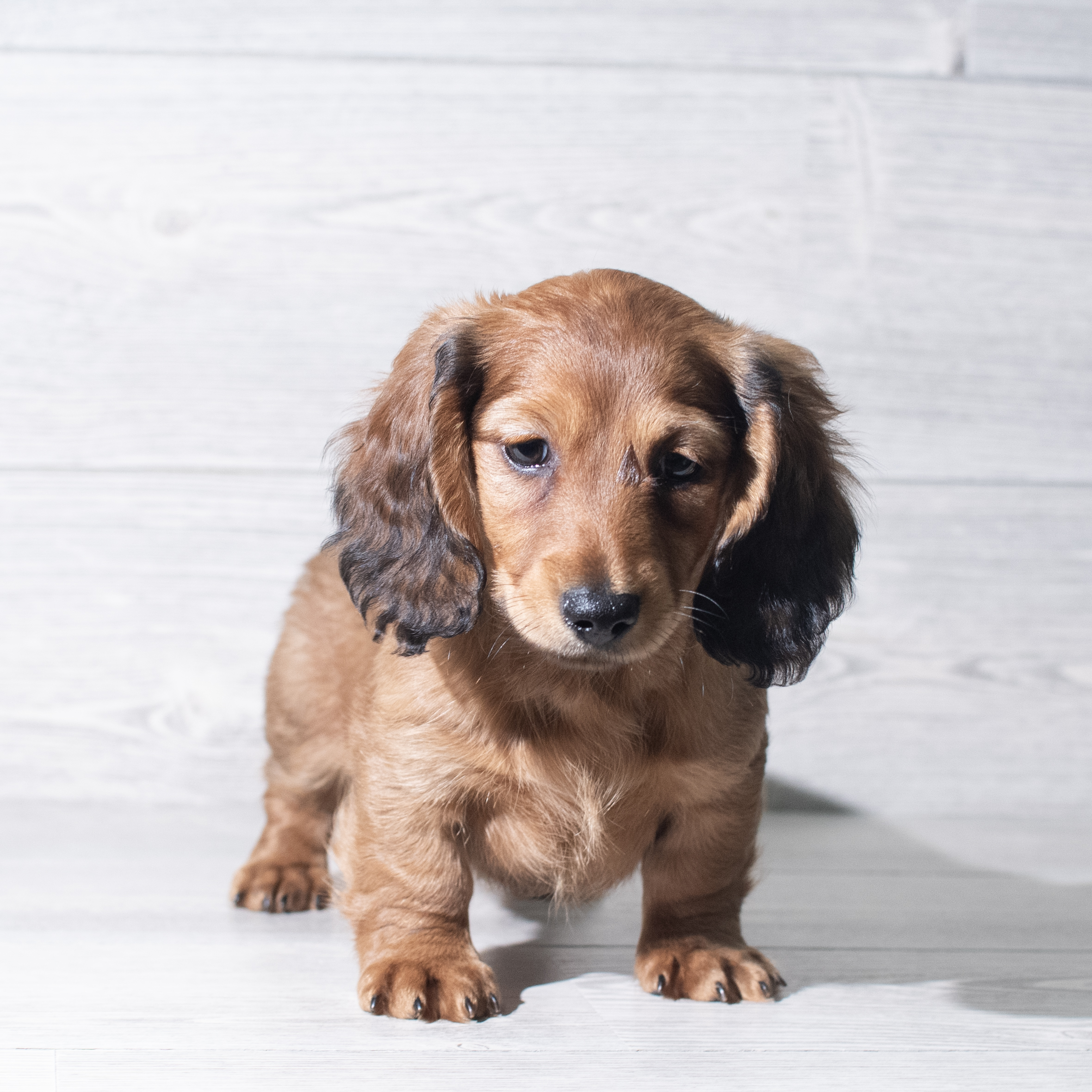 Dachshund (M-N) 5824 Image #1