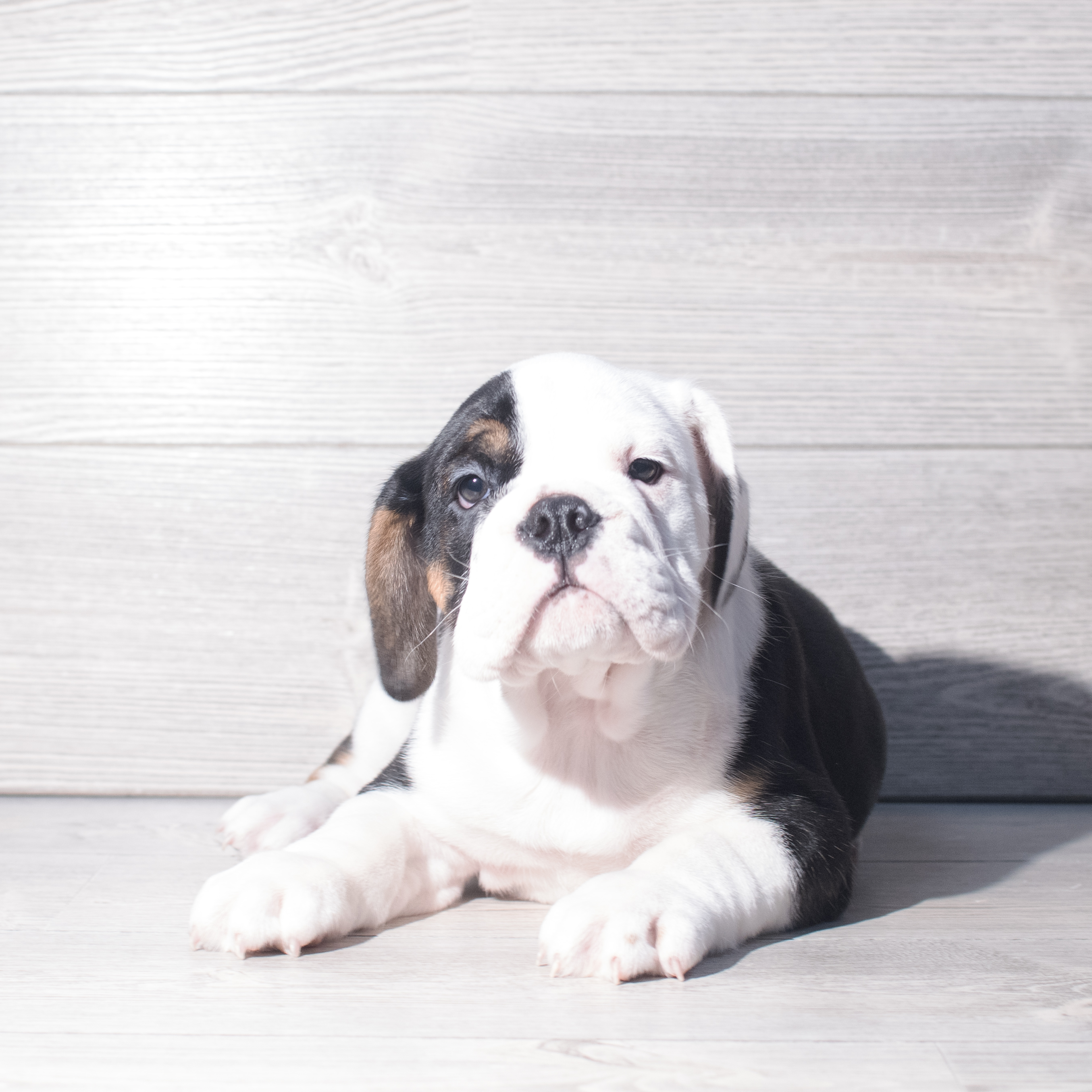 Beabull (M) 2281 Image #1