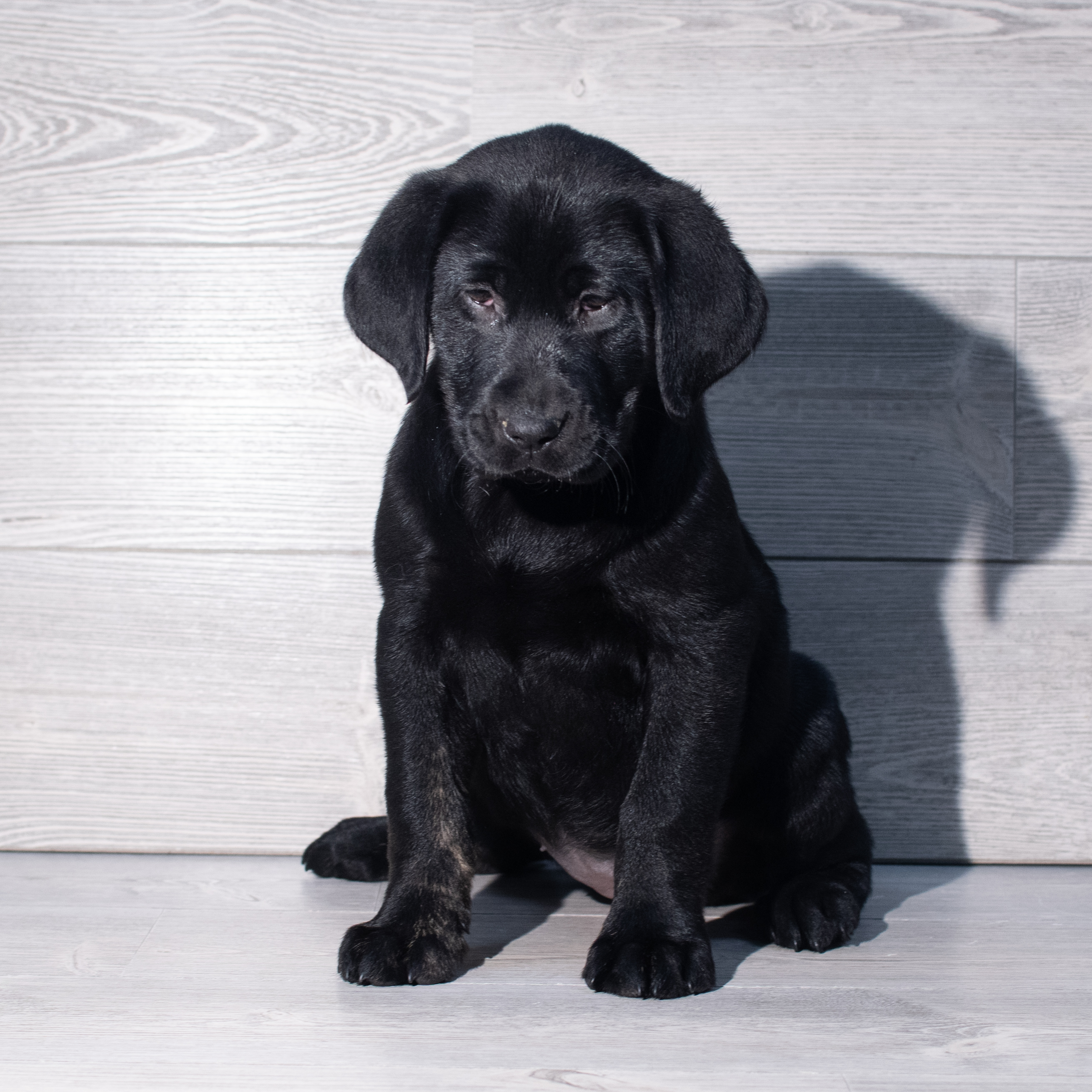 Labrador Retriever (F) 2284 Image #1